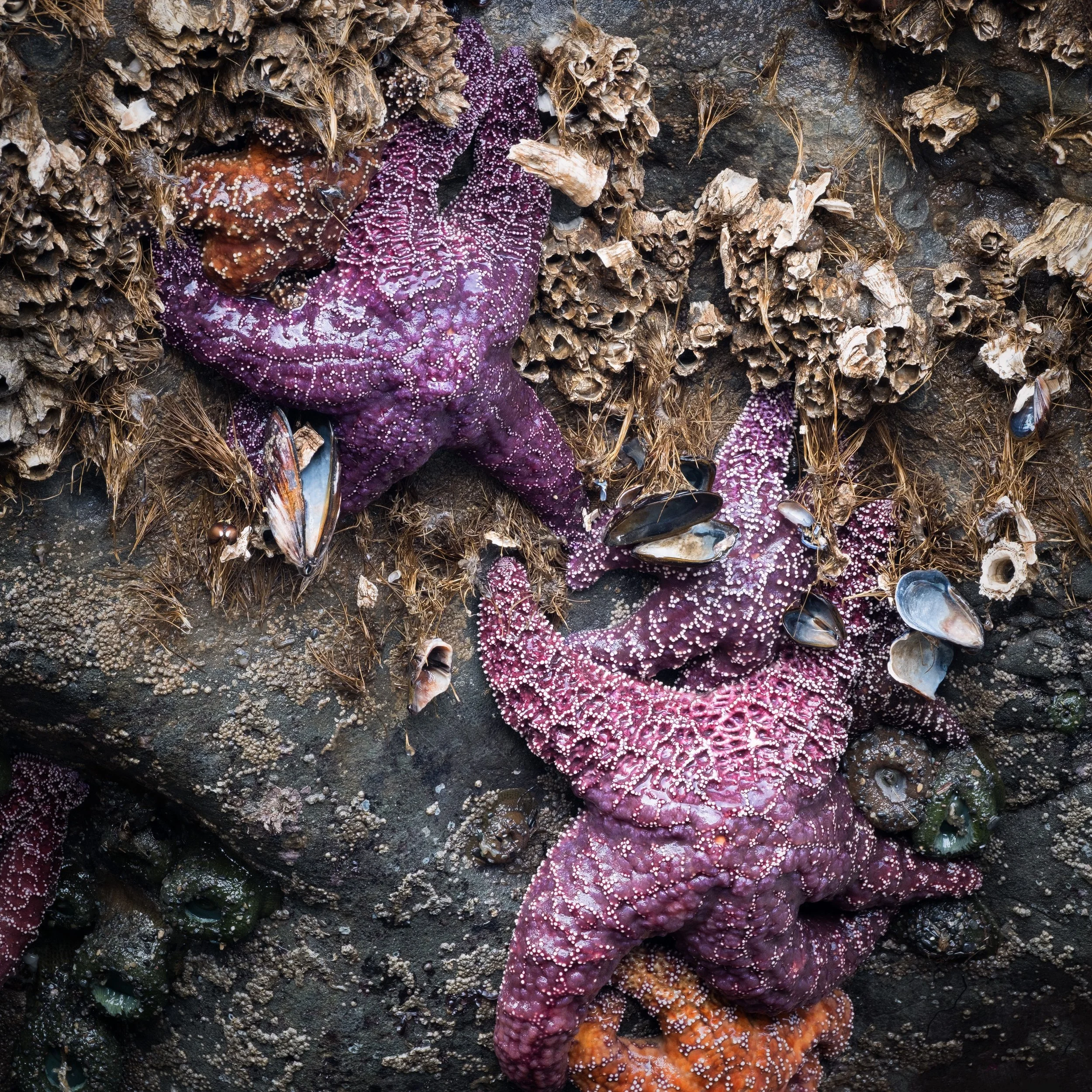 "Starpool" - Olympic National Park, Washington (2026)