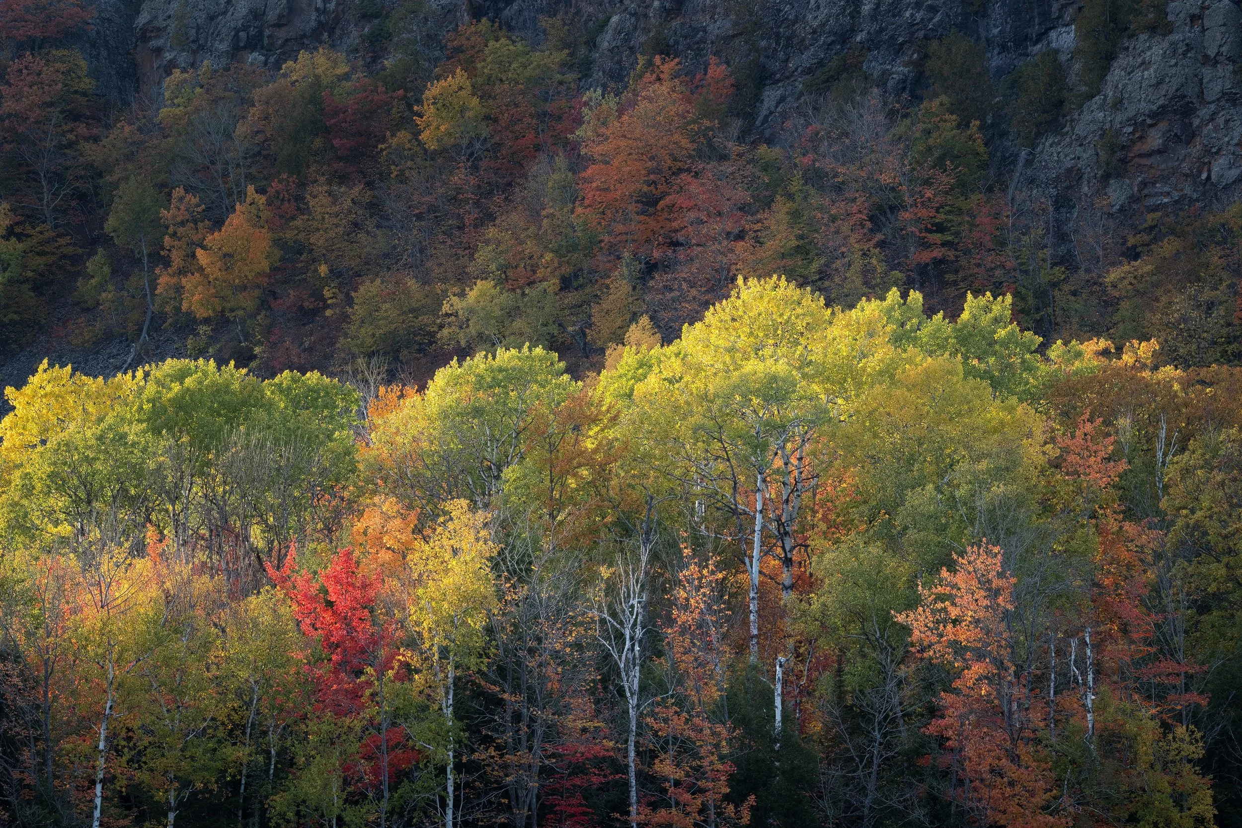 Forests