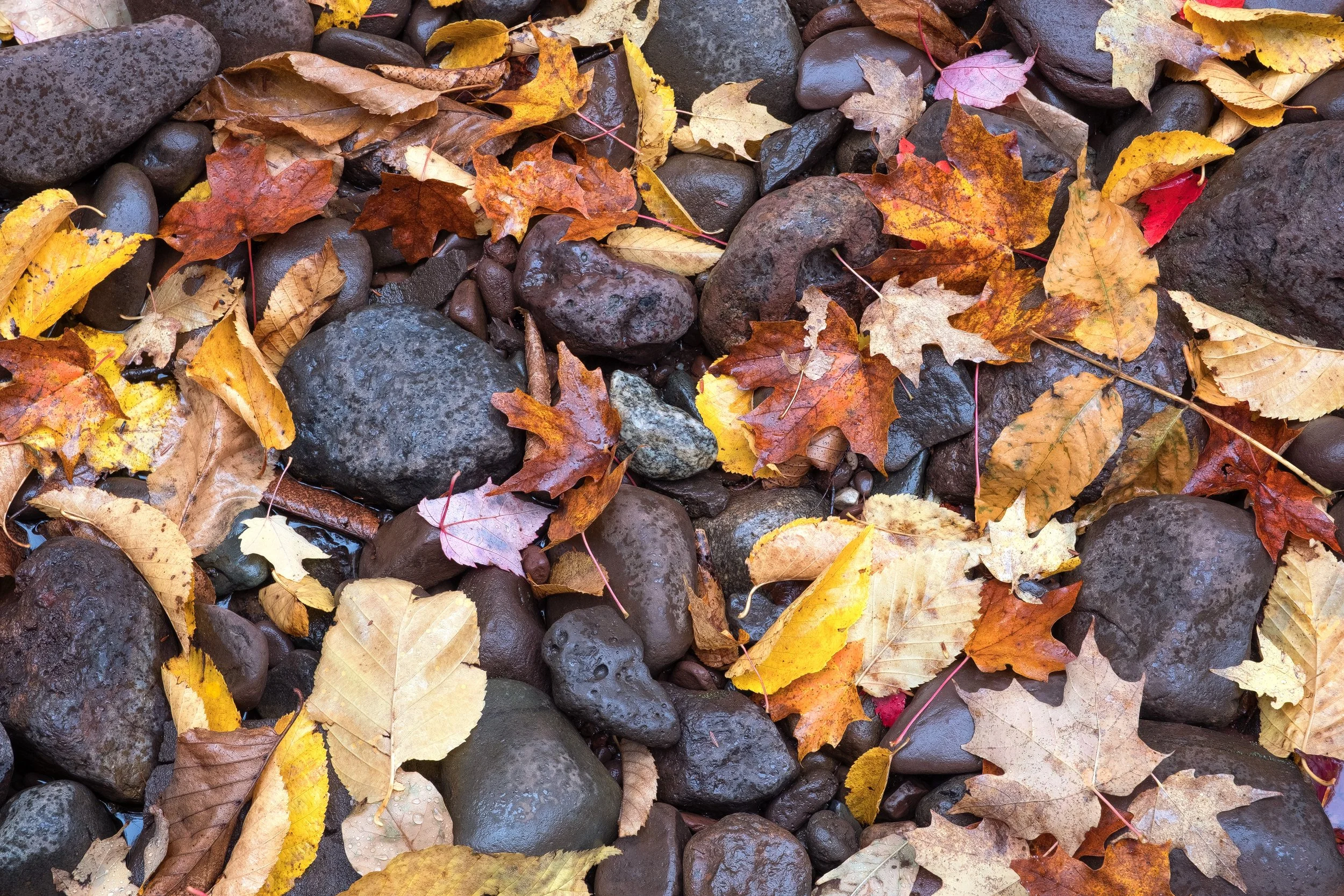 "Union River Medley" - 
Porcupine Mountains Wilderness State Park, Michigan
(2022)