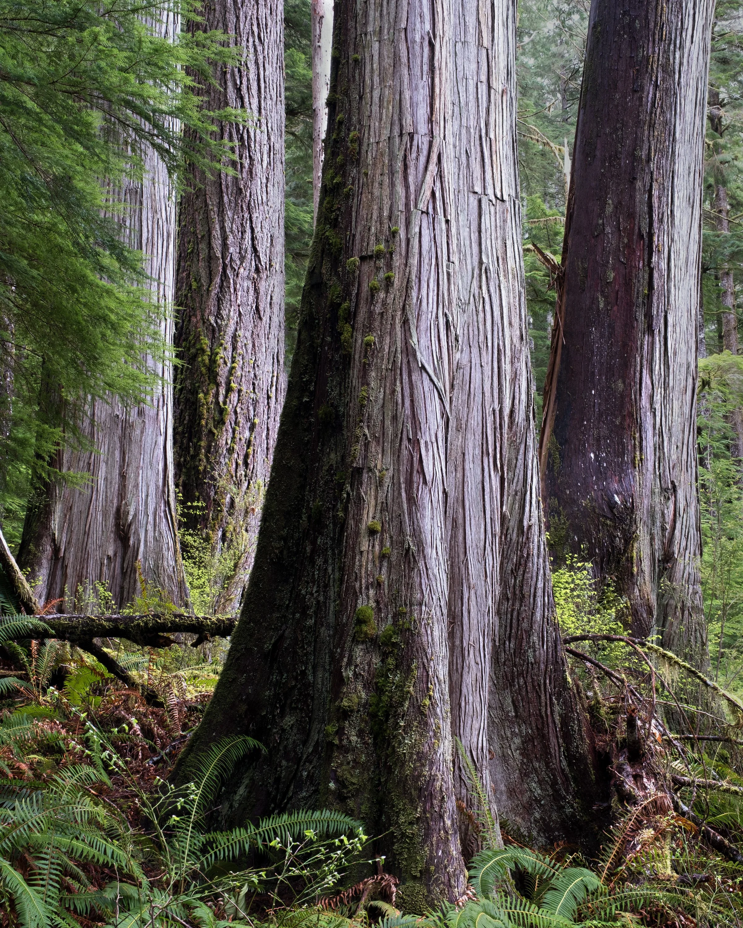 "Sentinels" - Port Renfrew, Vancouver Island, British Columbia, Canada (2025)