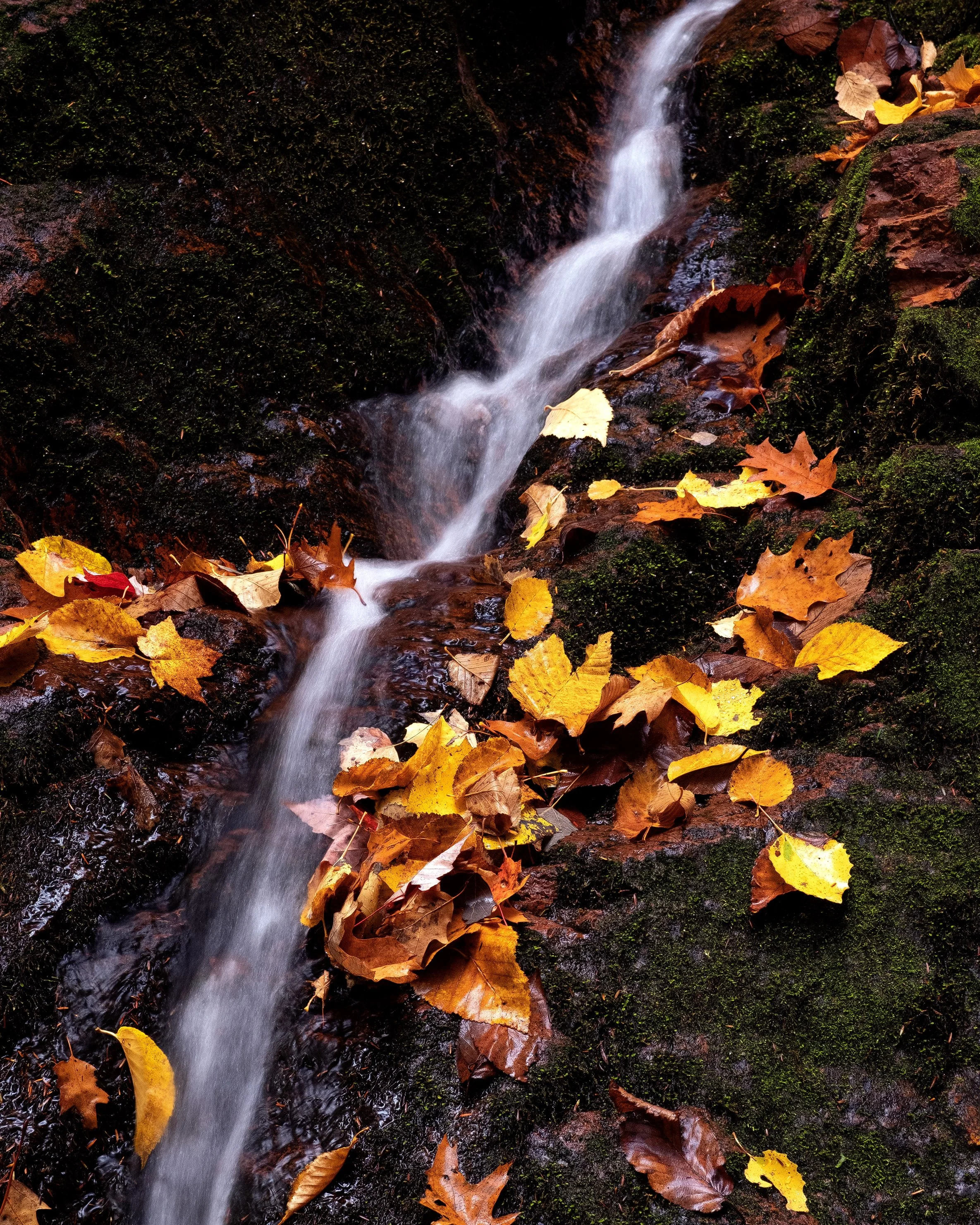 "Fall Fluidics" - Ottawa National Forest, Michigan (2022)