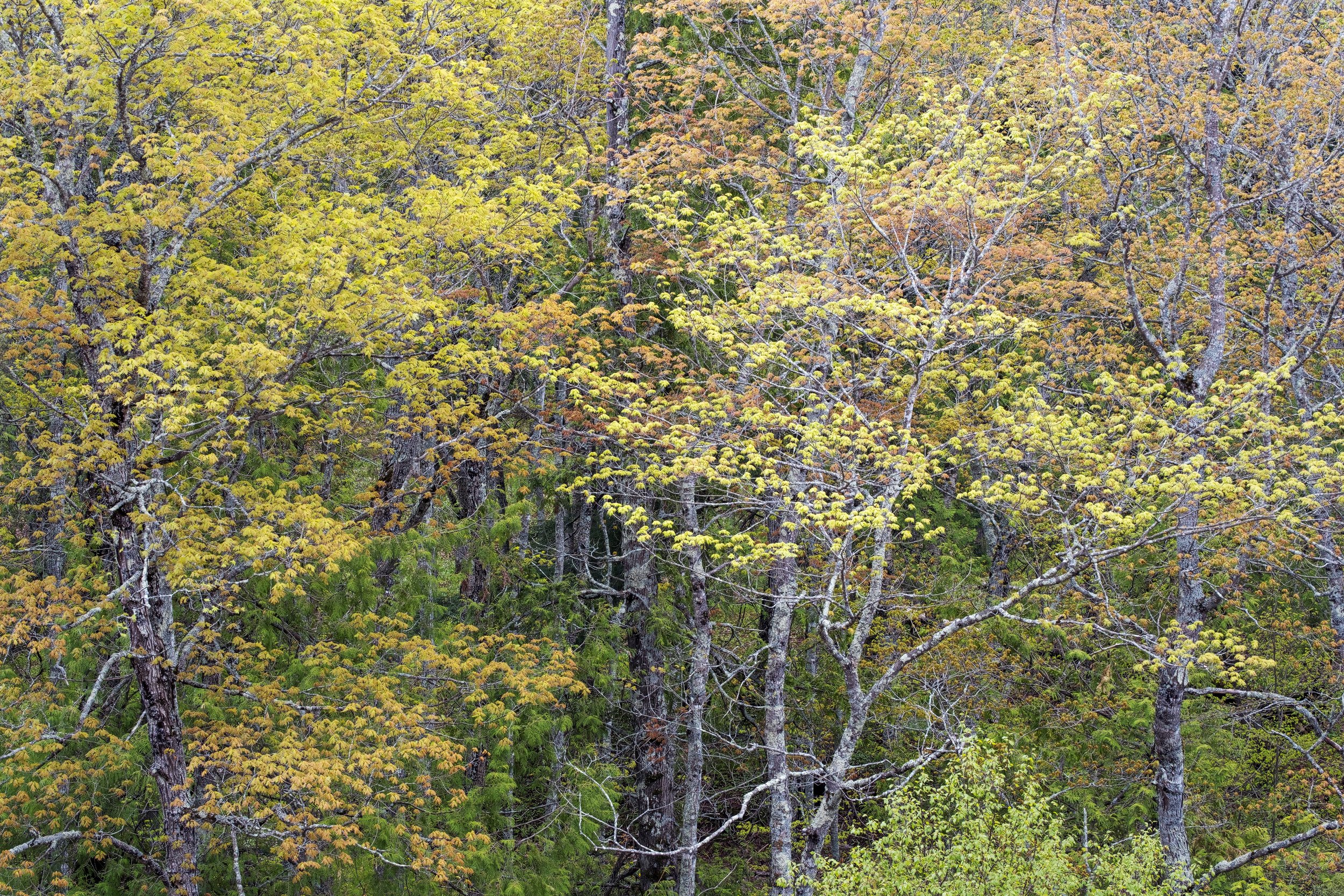 Forests