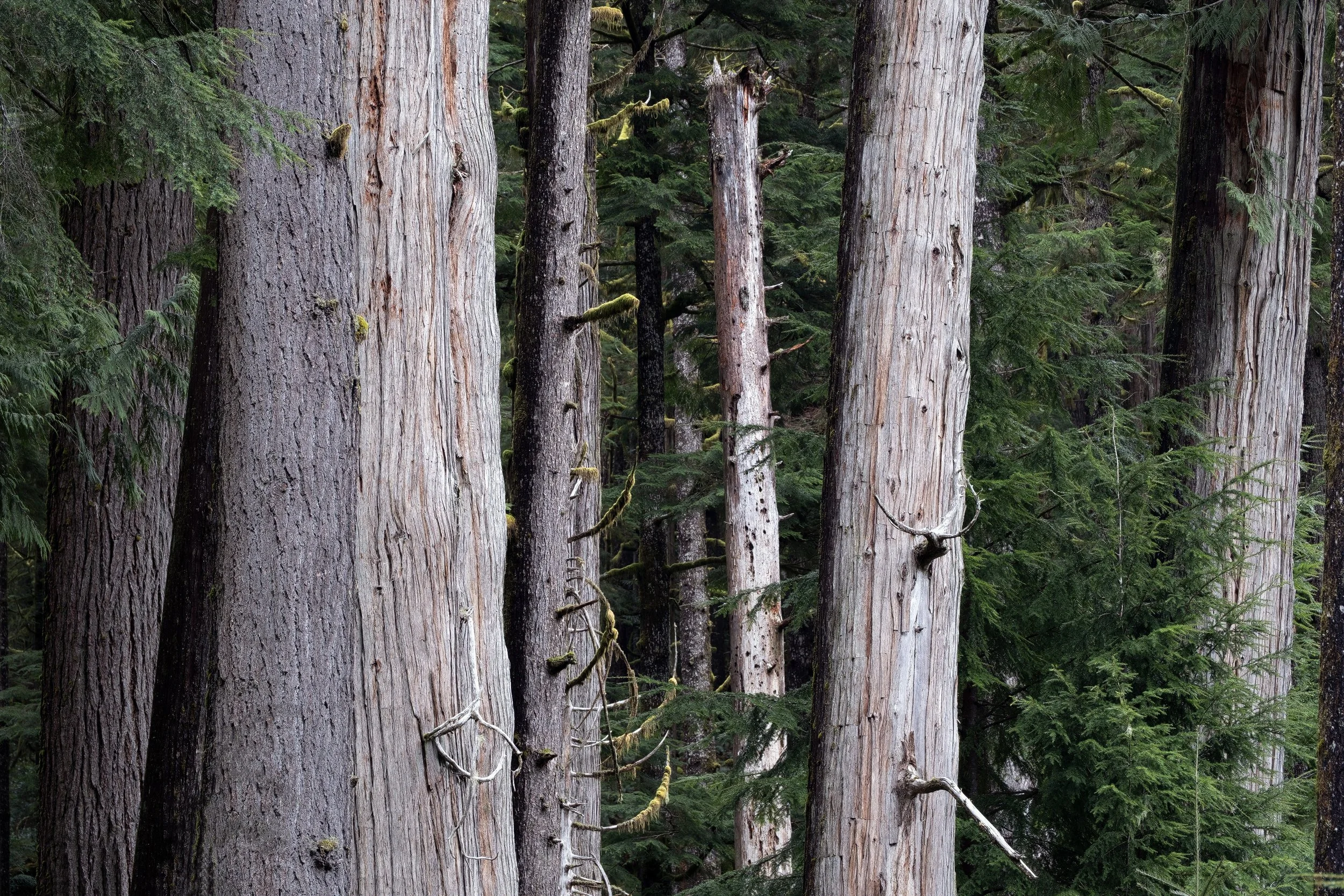 "Collaborations" - Port Renfrew, Vancouver Island, British Columbia, Canada (2025)