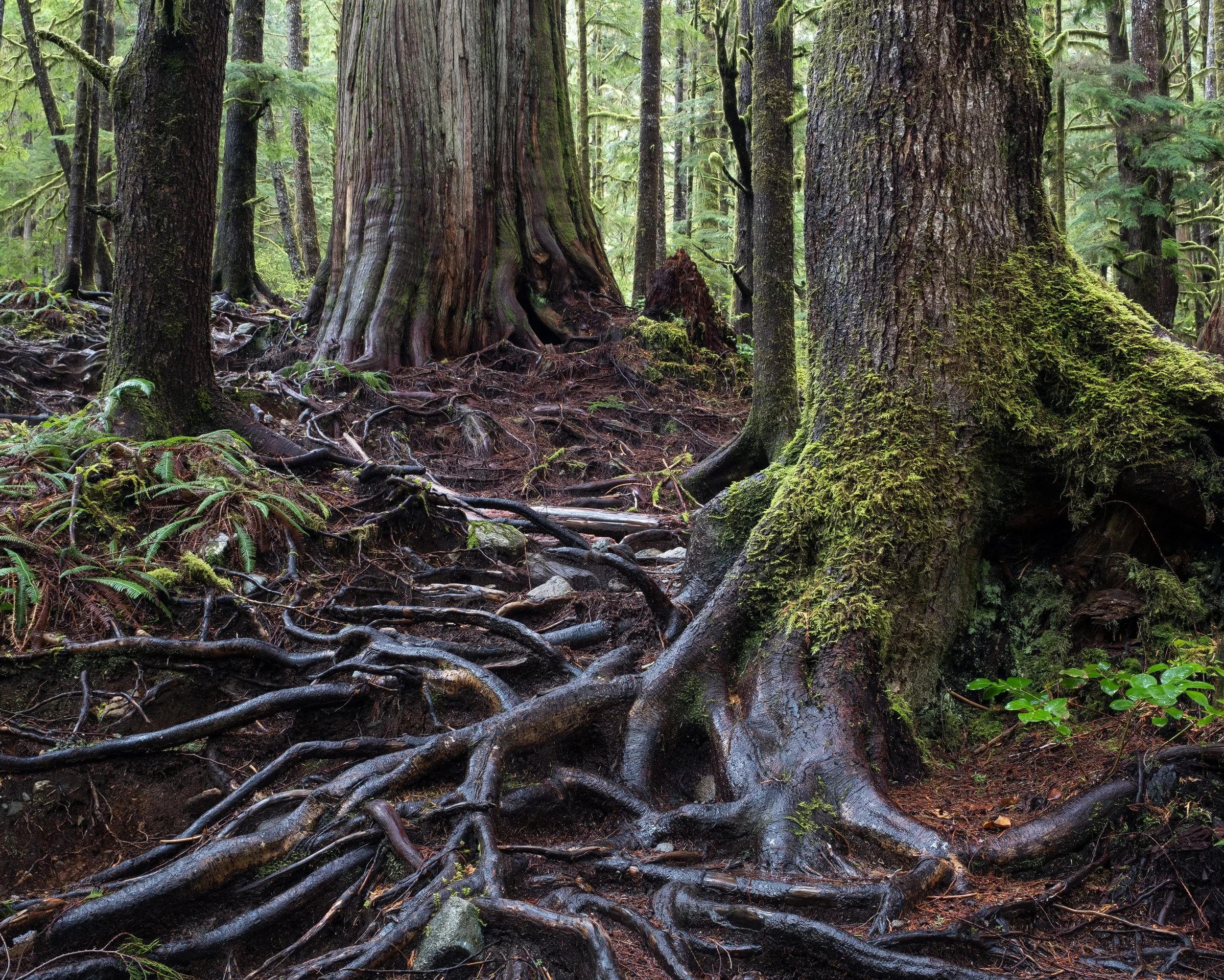 "Interlinked" - Port Renfrew, Vancouver Island, British Columbia, Canada (2025)
