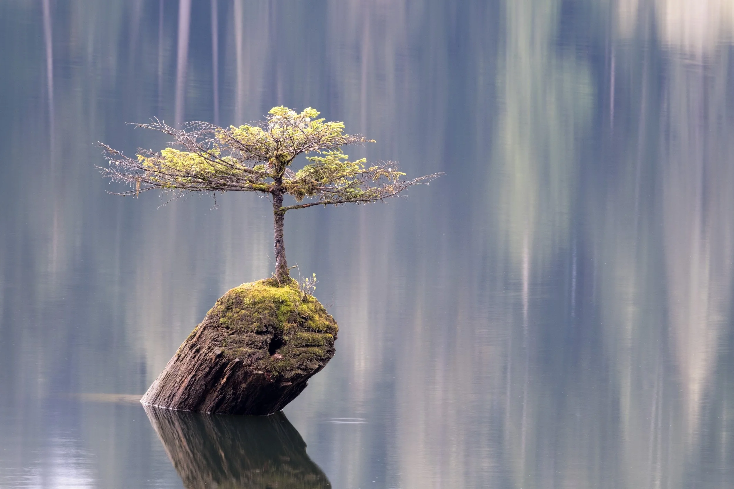 "Hologram" - Port Renfrew, Vancouver Island, British Columbia, Canada (2025)