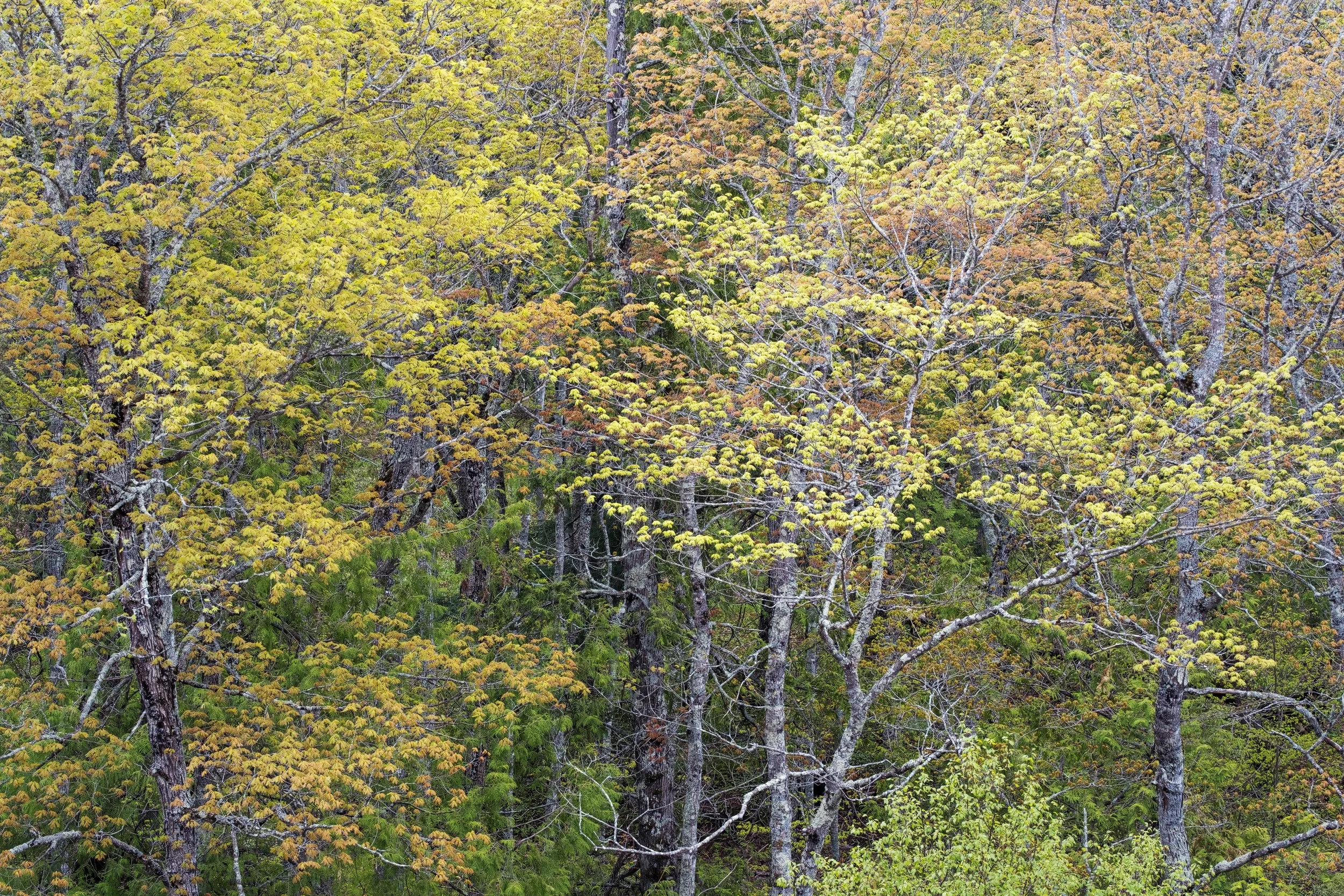 "Ephemeral" - Porcupine Mountains Wilderness State Park, Michigan (2026)