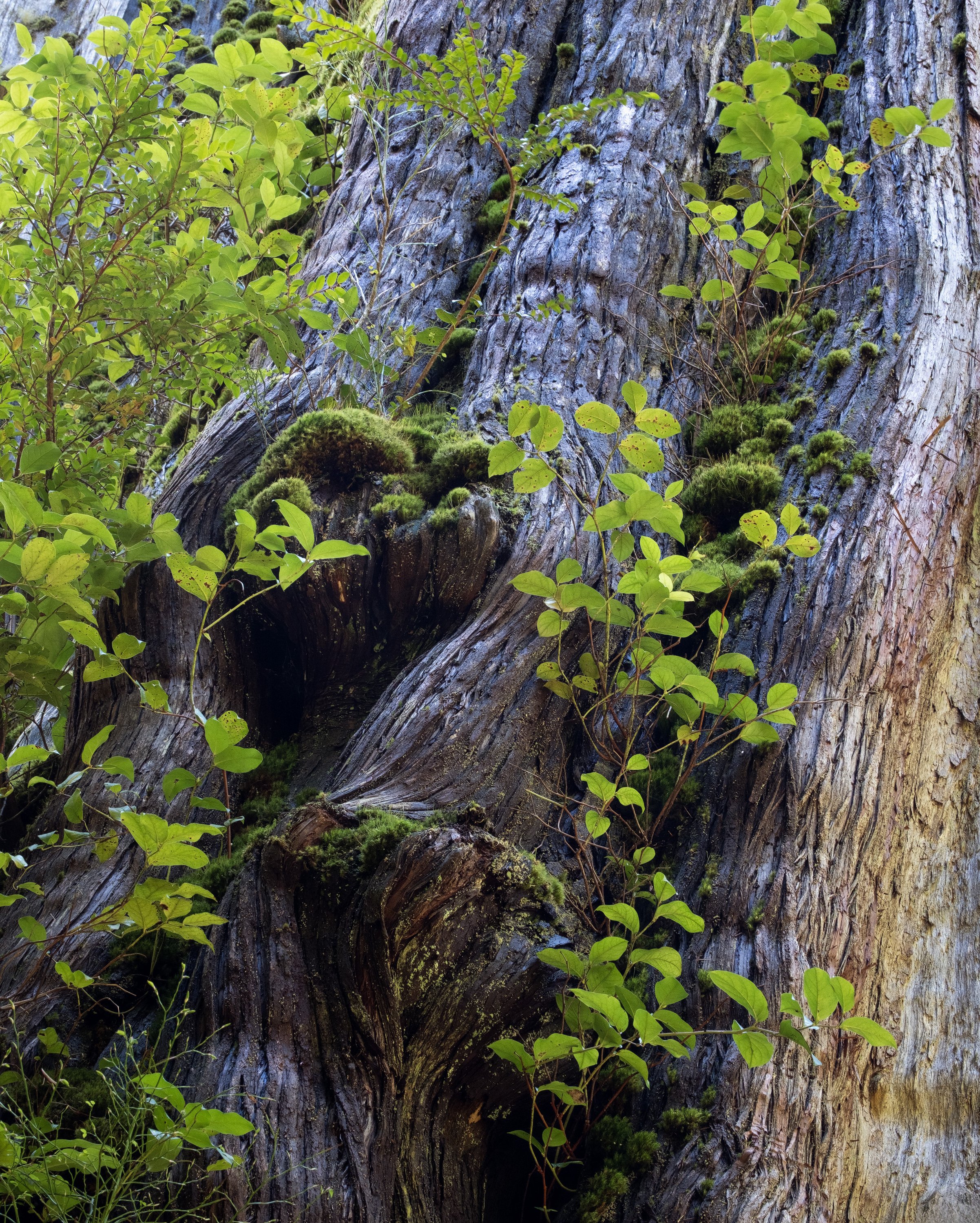 "Resurgence" - Olympic Experimental State Forest, Washington (2026)