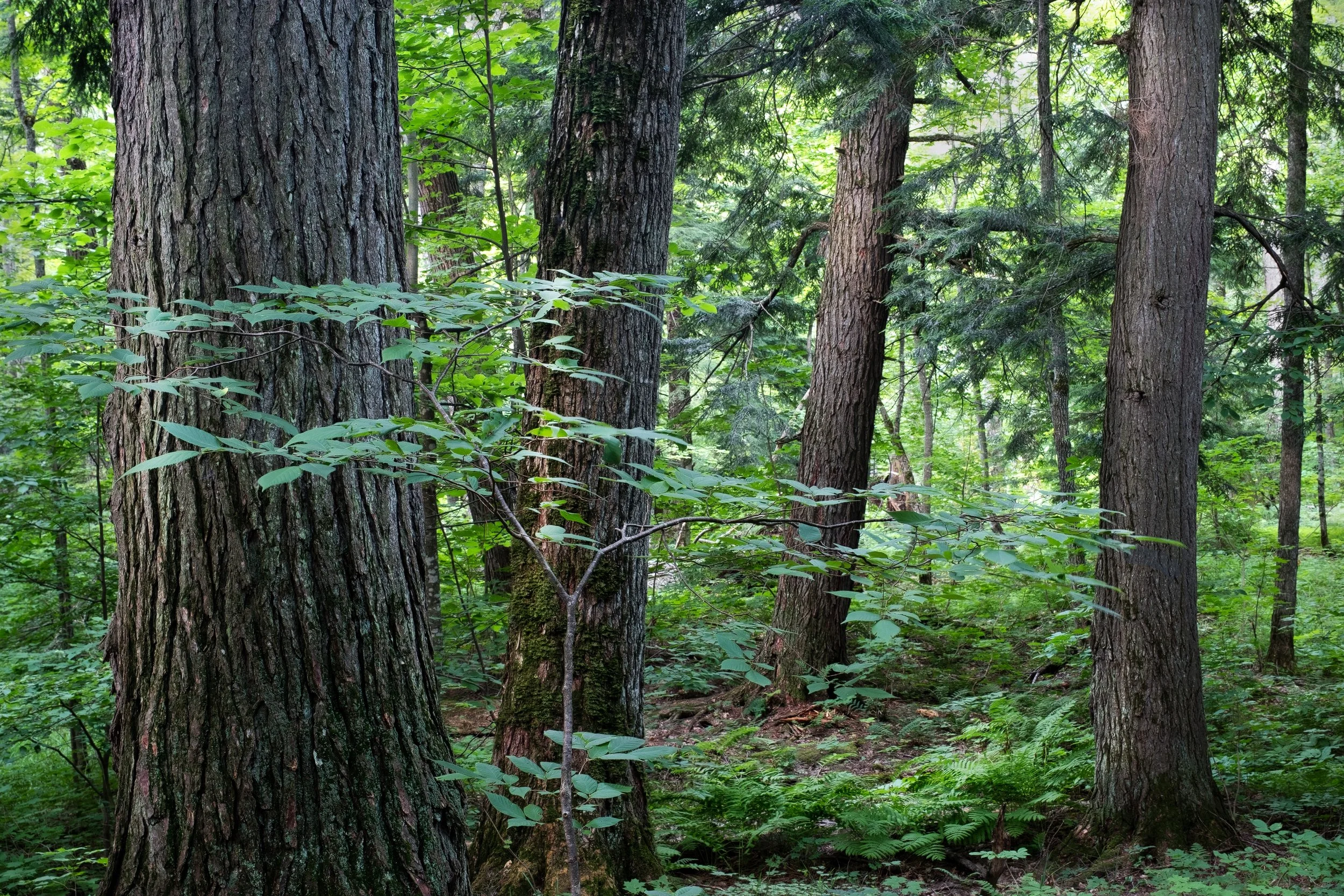 "Green Manalishi" - Porcupine Mountains Wilderness State Park, Michigan
(2023)