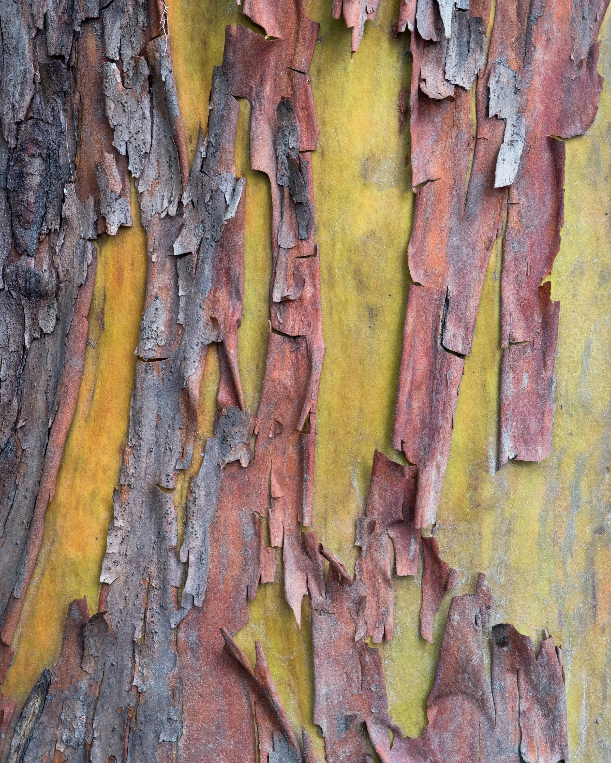 "Arbutus Mosaic" - Benson Creek Falls Regional Park, British Columbia, Canada (2025)