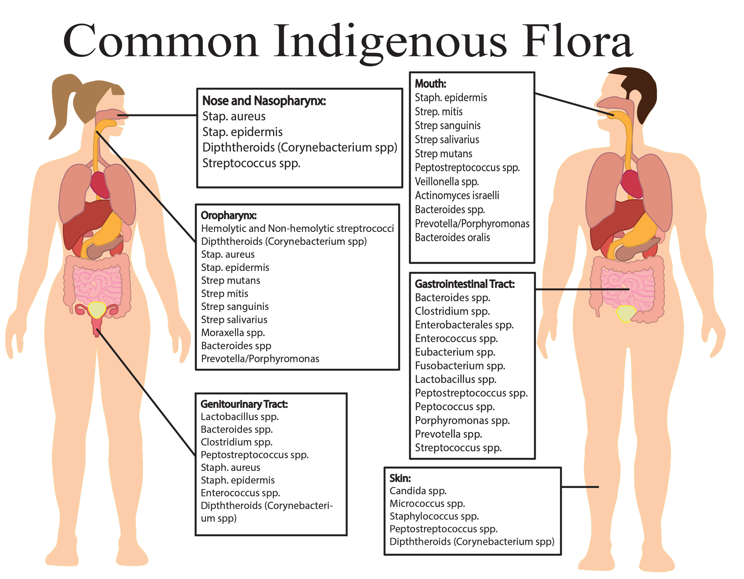 Common Indiginous Flora.png