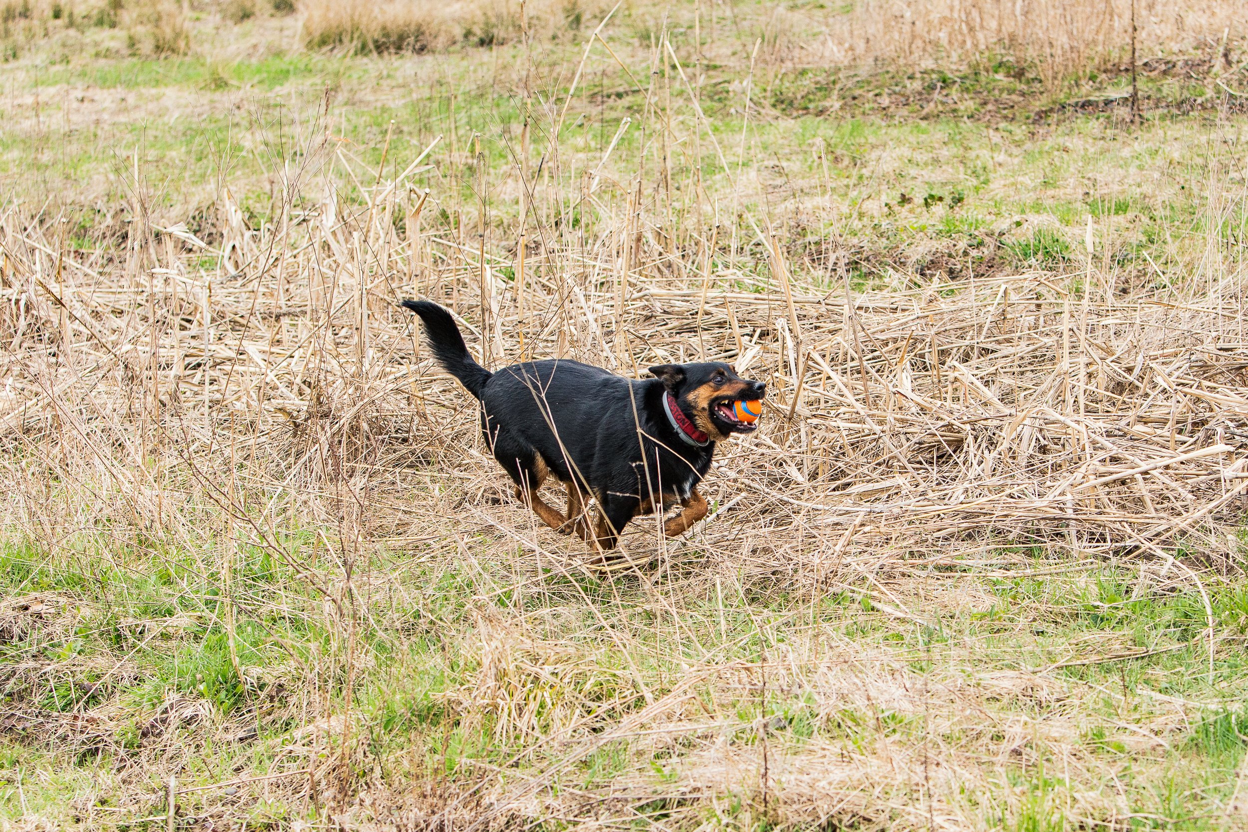 A black and brown dog running through dried grass holding a small orange and blue ball in its mouth.