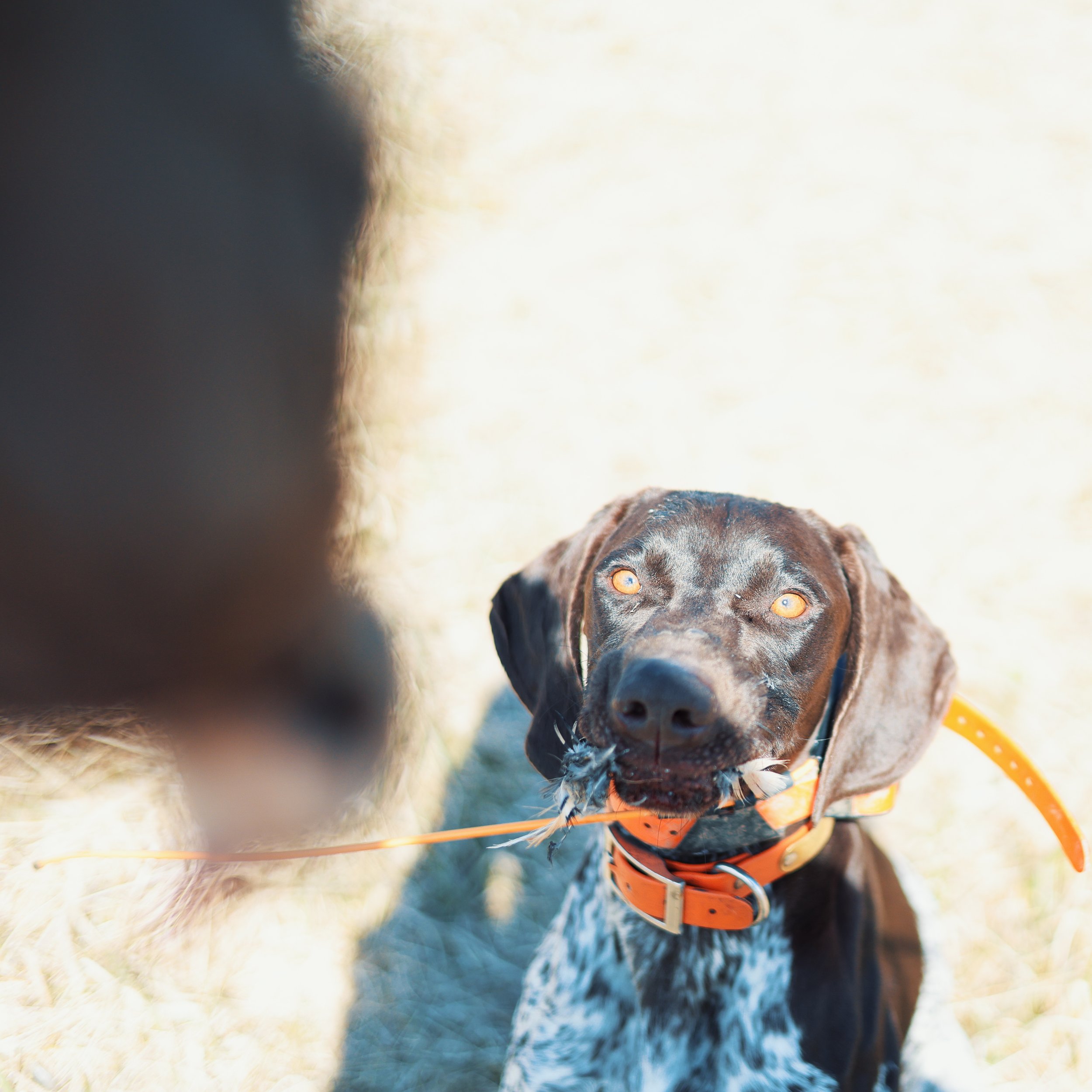 Close-up of a dog with a black and white coat, wearing an orange collar, looking up at the camera with bright eyes. The photo is taken from a low angle, with a blurred background of grass and sky.