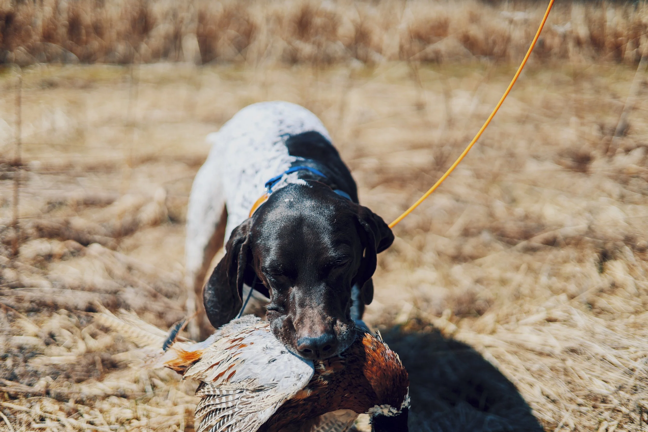 A hunting dog, likely a Pointer, retrieving a pheasant in a field with dry grass.