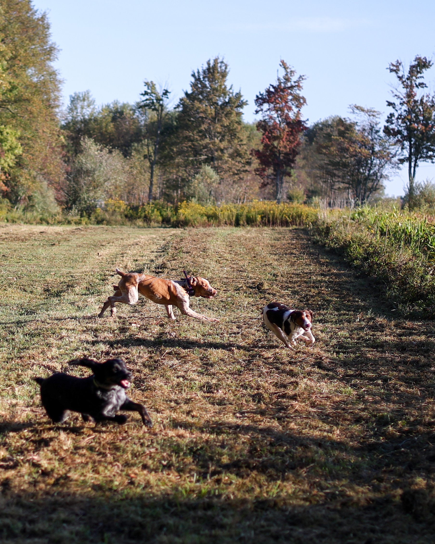 Four dogs running across a grassy field with trees in the background on a clear day.