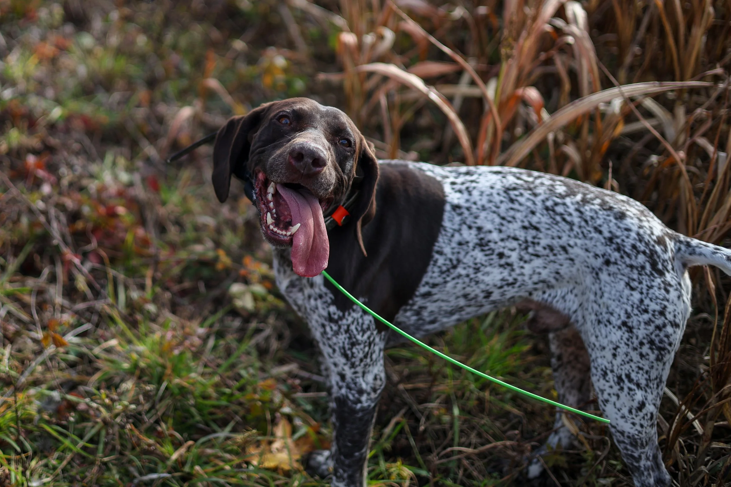 A black and white speckled dog with long ears and a pink tongue hanging out, standing in tall grass and dried plants, wearing a red collar and a green leash.