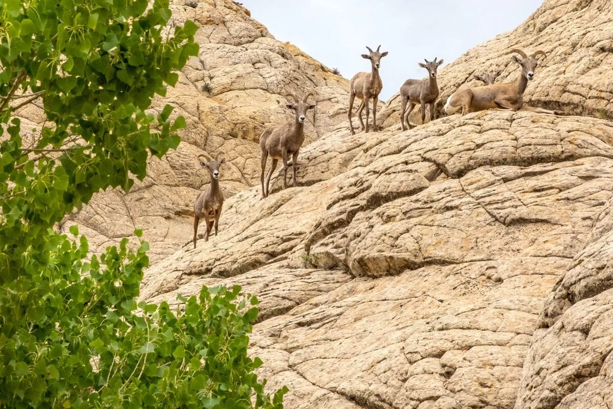 Curious desert bighorn sheep in #capitolreefnationalpark They see people often enough to pay little attention to us. Mighty nice to visit them in their home territory. #wildutah