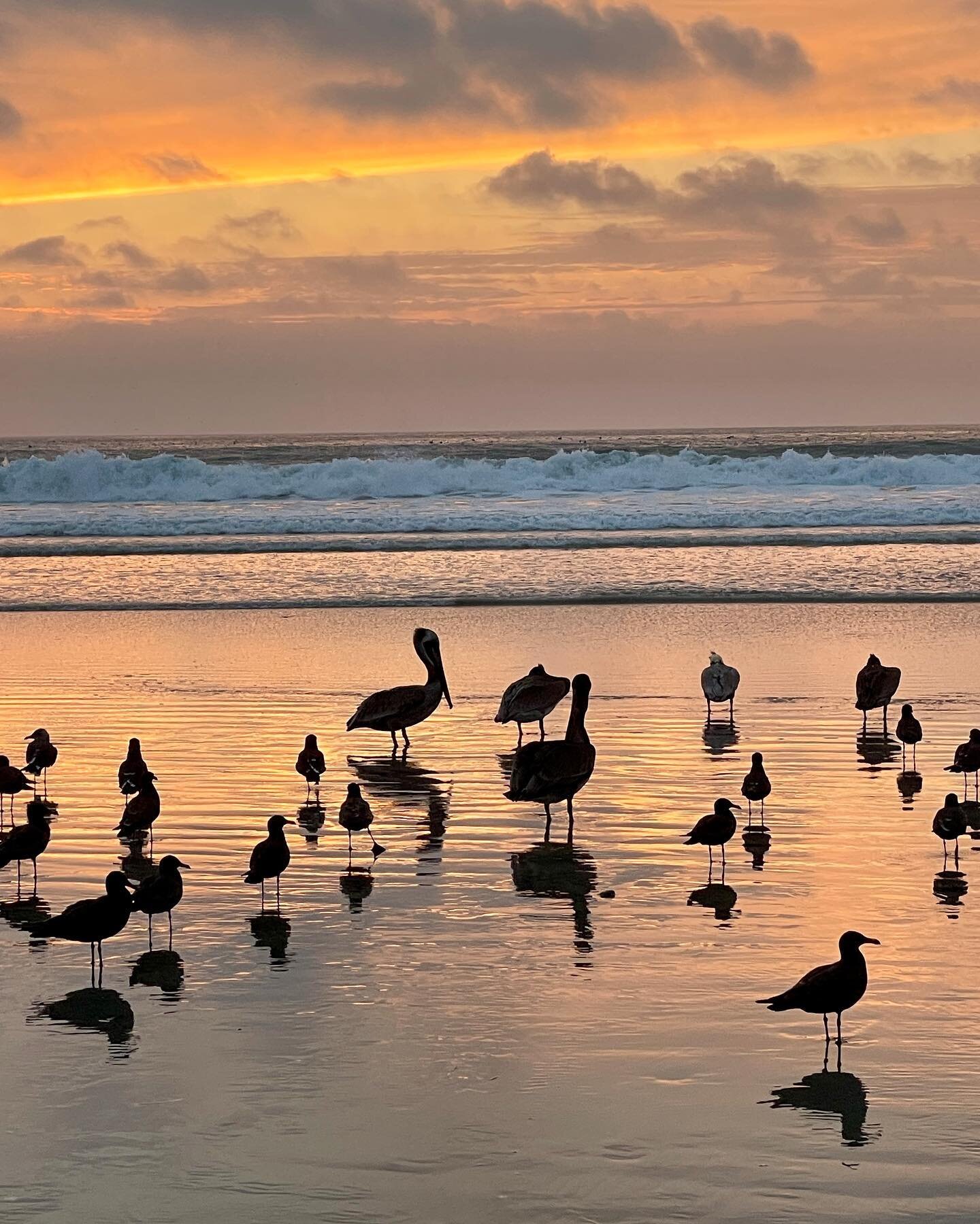 In San Diego, to meet our daughter&rsquo;s future in-laws. And the #pelicans and #gulls , too. #beaches #californiacoast #californiadreaming #beachsunset