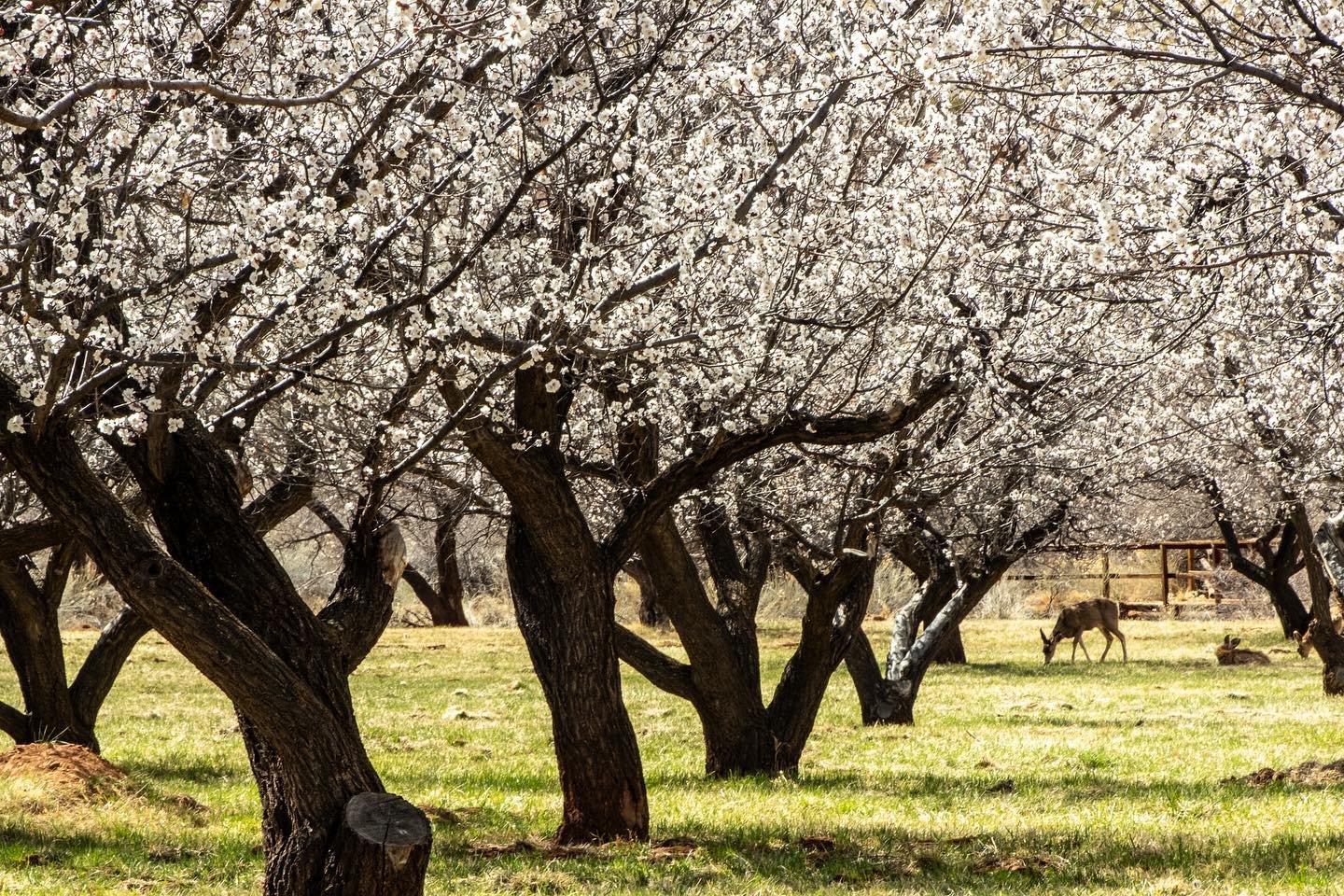 Happy spring! From the apricot trees at #capitolreefnationalpark and the cherry trees at the #utahstatecapitol