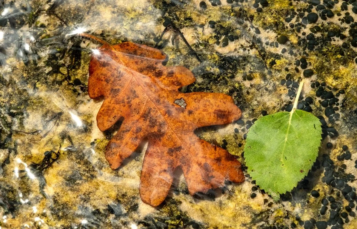 #leaves are great for designing small worlds in your viewfinder. Here are four small worlds I disappeared into for a few moments recently. #oakleaves #birchleaves #cottonwood #redwoods