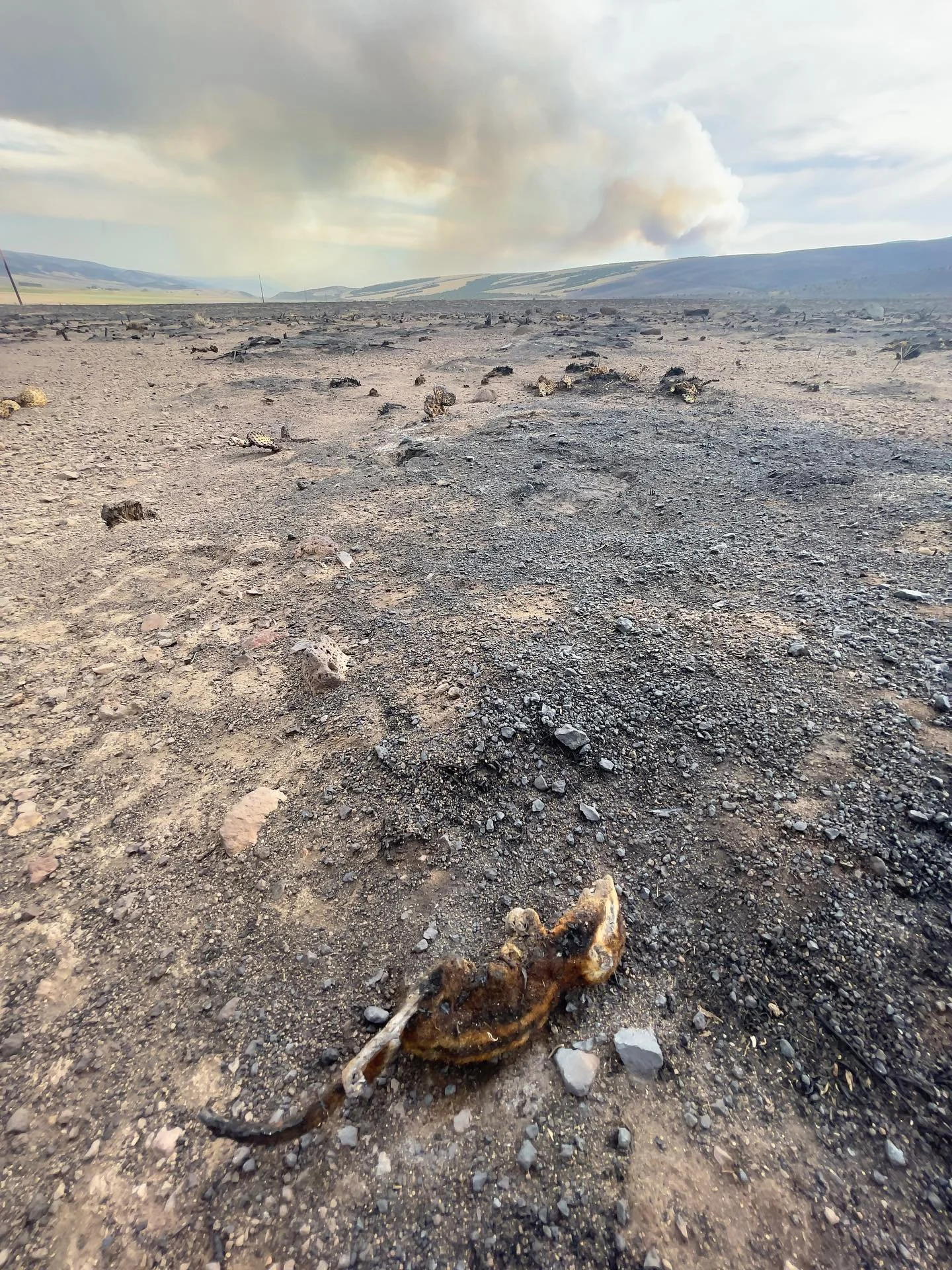 As we drove along the edge of the #monroecanyonfire , I spotted a dirt road heading off into the burn. Two steps out from my car, I came across this little guy&mdash;an incinerated ground squirrel. I can only imagine how much wildlife died in the fir