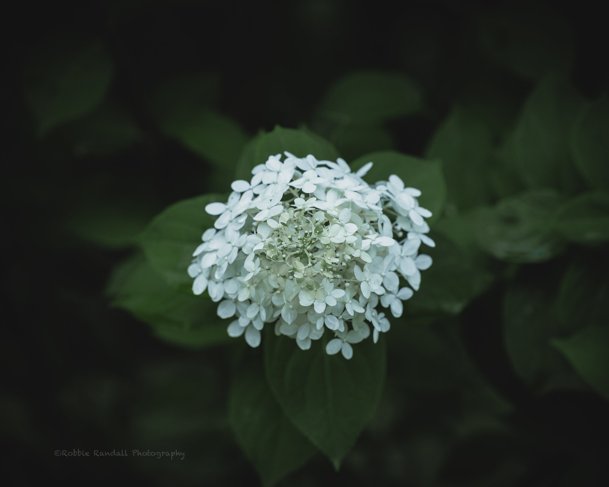 20240717-_S3A8840-Enhanced-NR-Edit.jpg