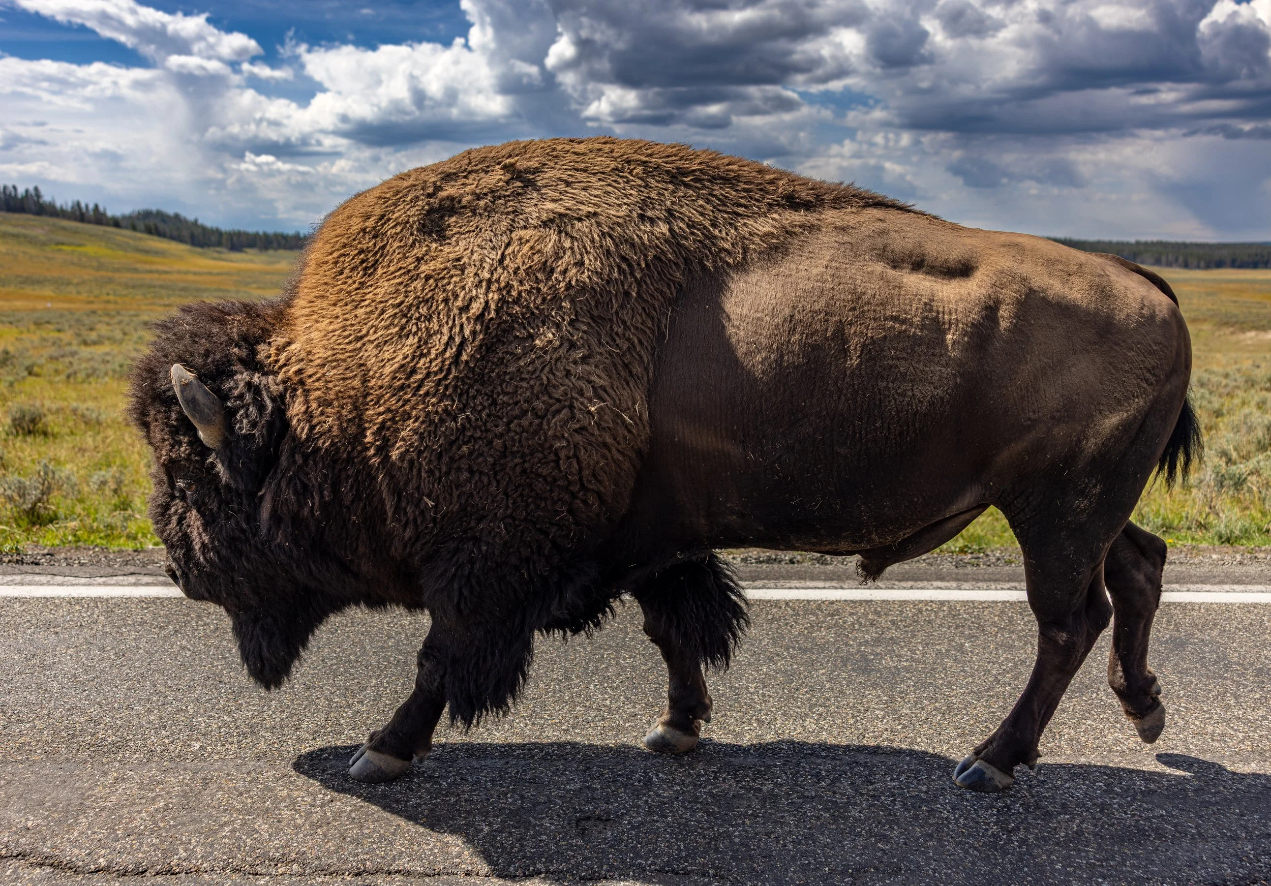 Yellowstone_20260827_0007.jpg