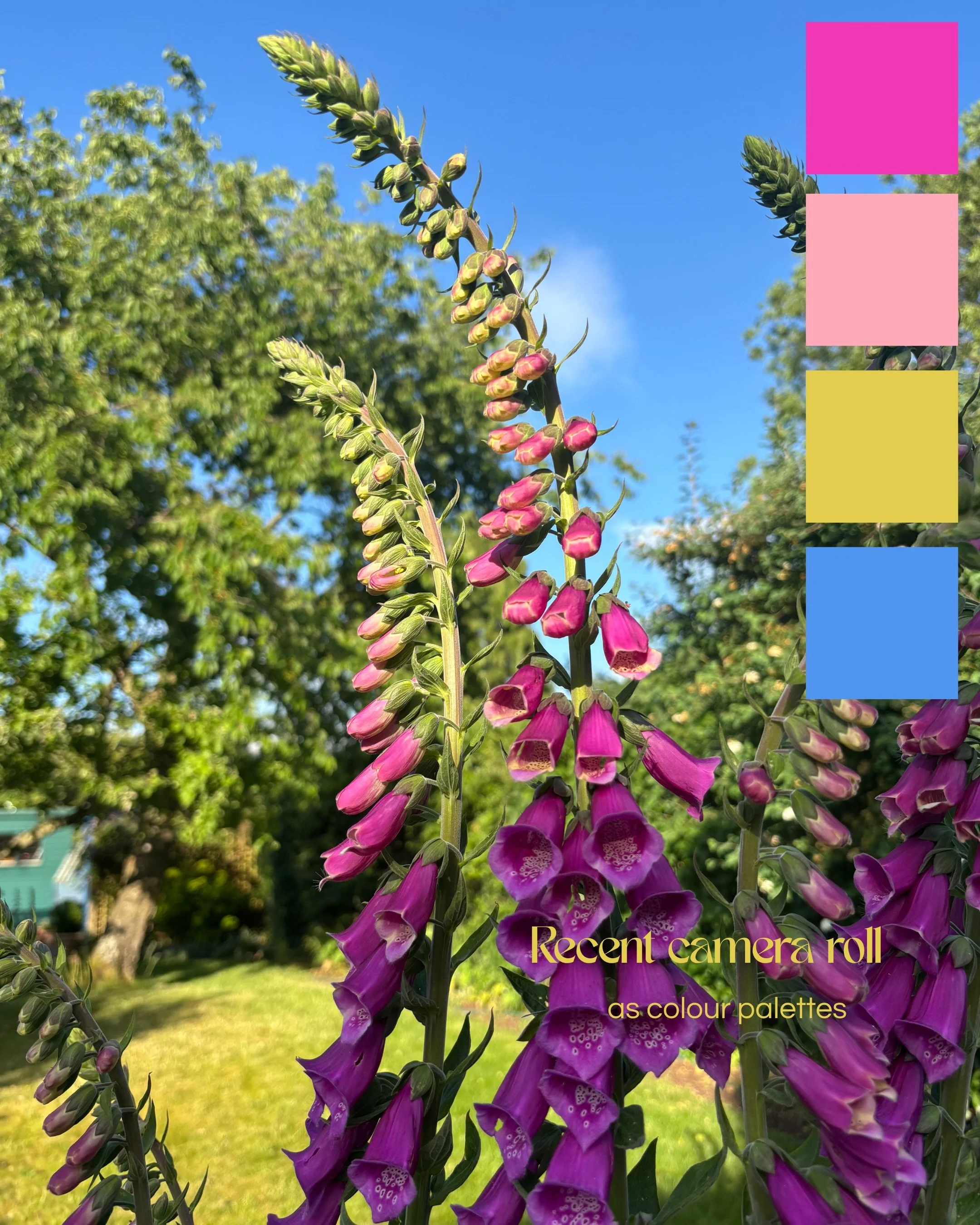 What my camera roll has looked like this month - except it&rsquo;s literally just plants and flowers as they&rsquo;re blooming in the garden 🌸🪴

I saw a post a while ago and the creator said that they watch their tv and put their phone settings and
