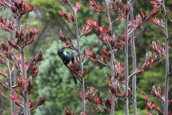 Tui feeding in flax bush