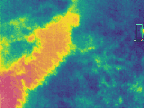 Thermal camera footage of a mustelid bounding across the frame, labelled by the camera’s AI.