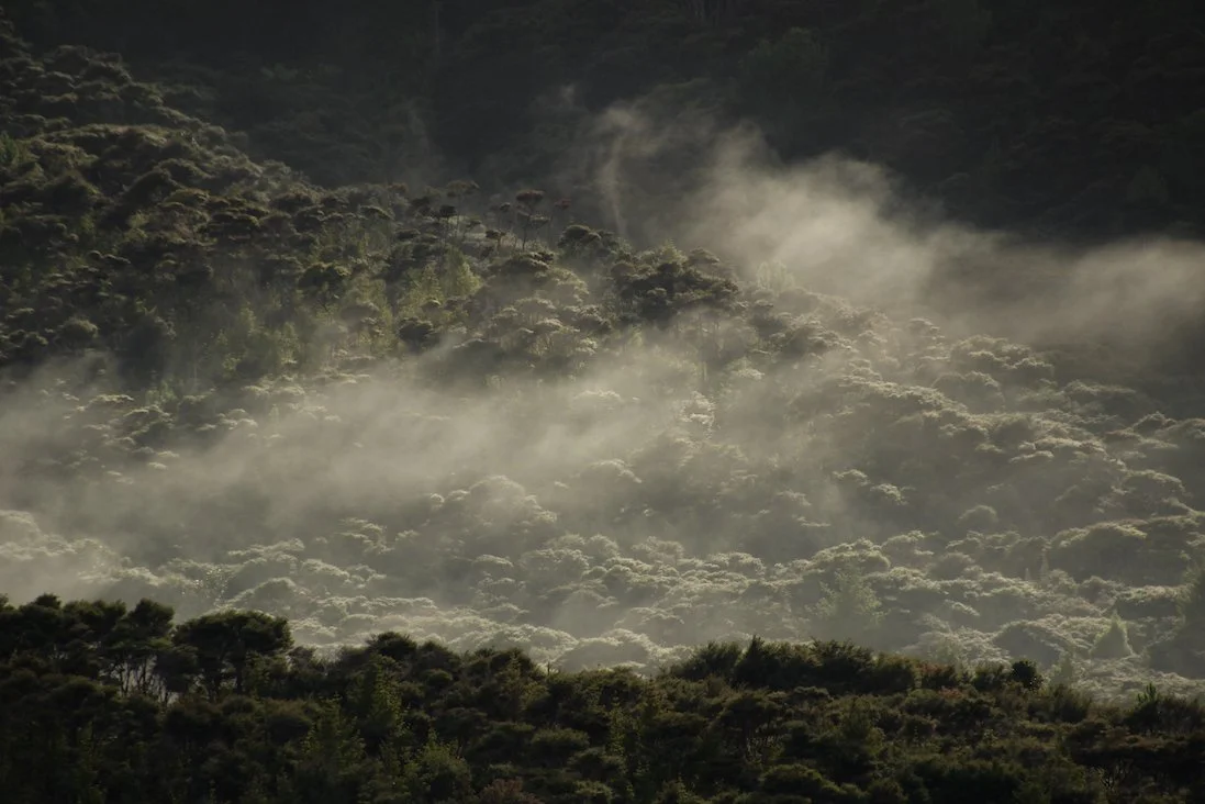 Mist in the Kaipapaka valley