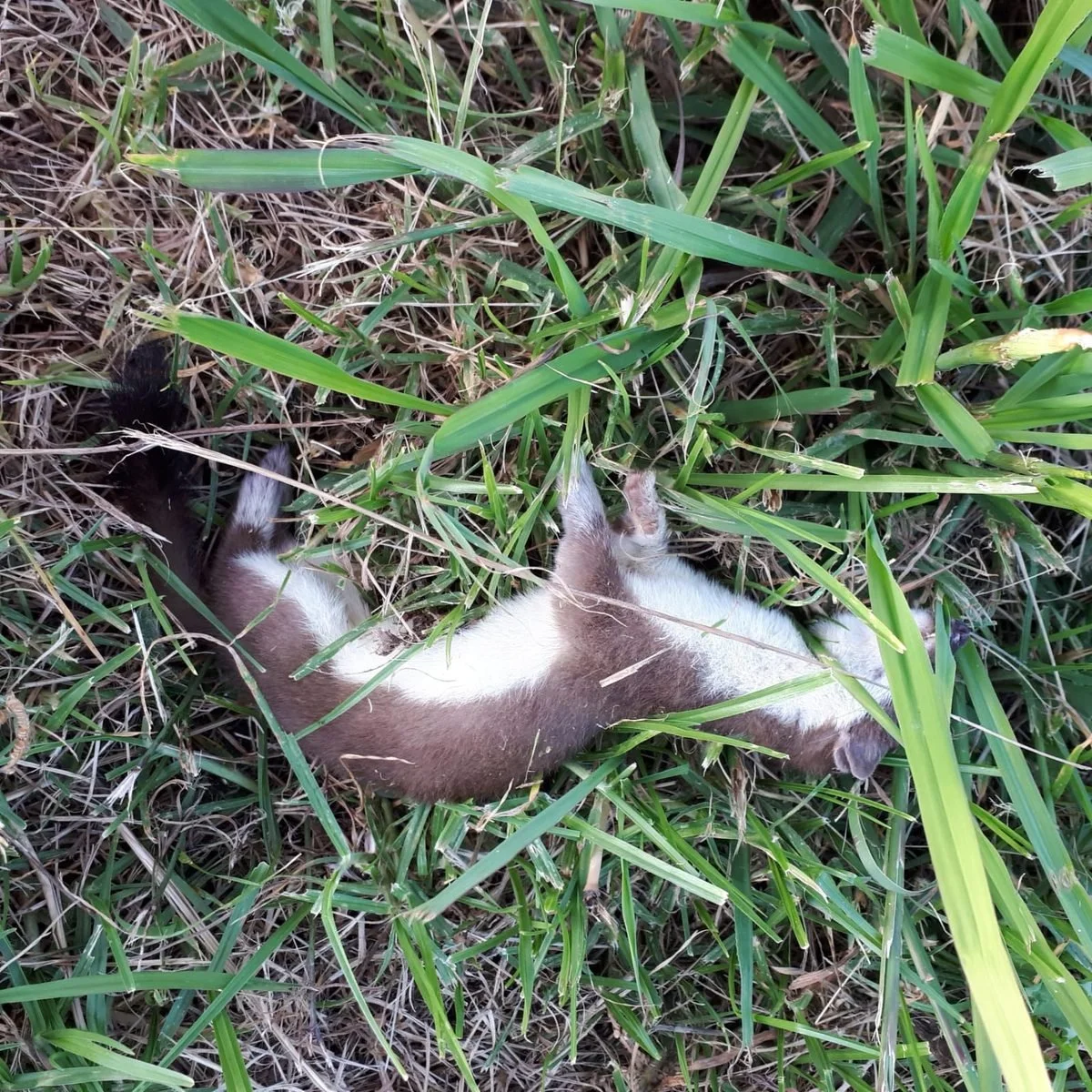 A stoat lying in grass, showing its brown back, cream belly and black-tipped tail.