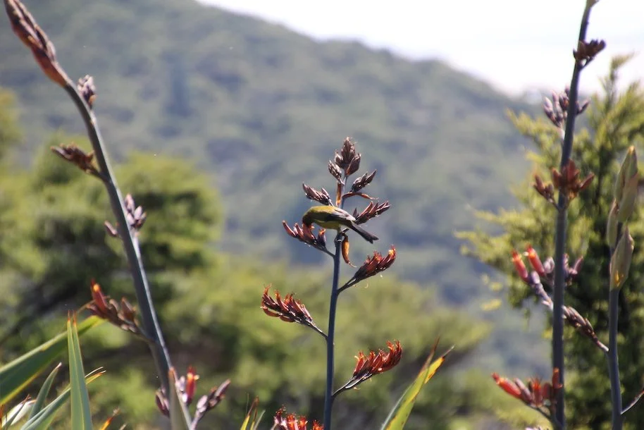 Korimako (bellbird) feeding in flax bush