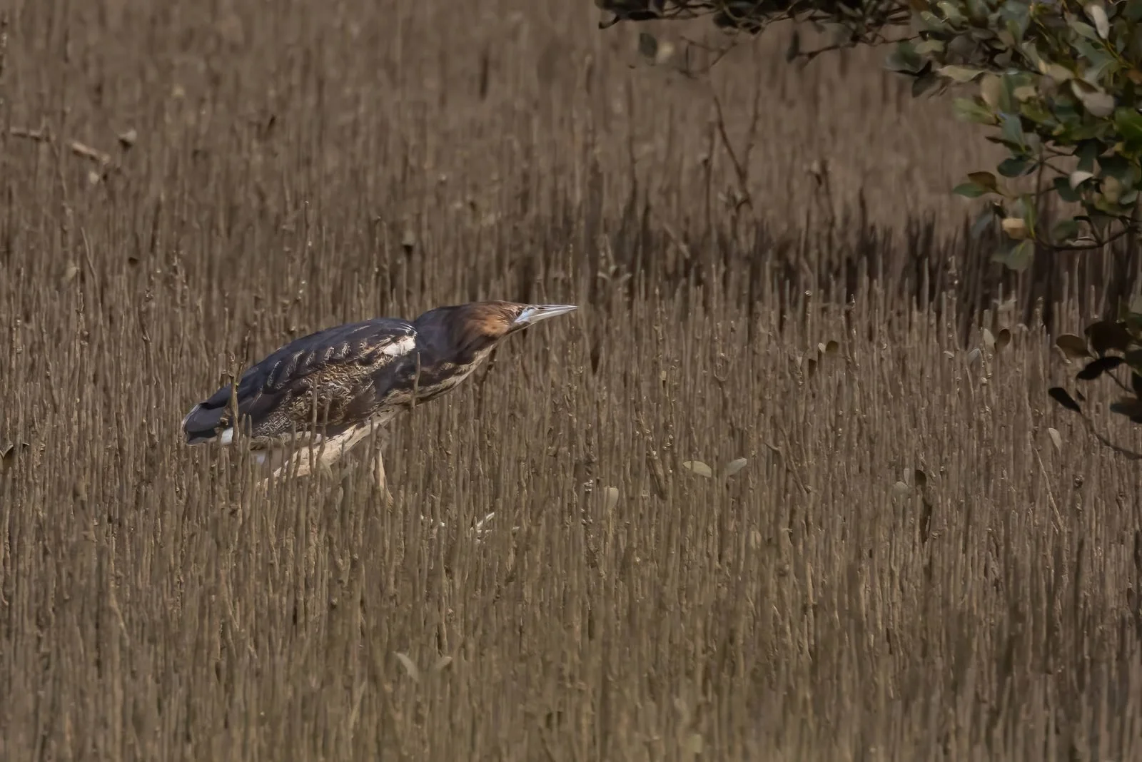 An Australasian bittern stalking through mangrove roots, its streaked brown plumage blending into the background.