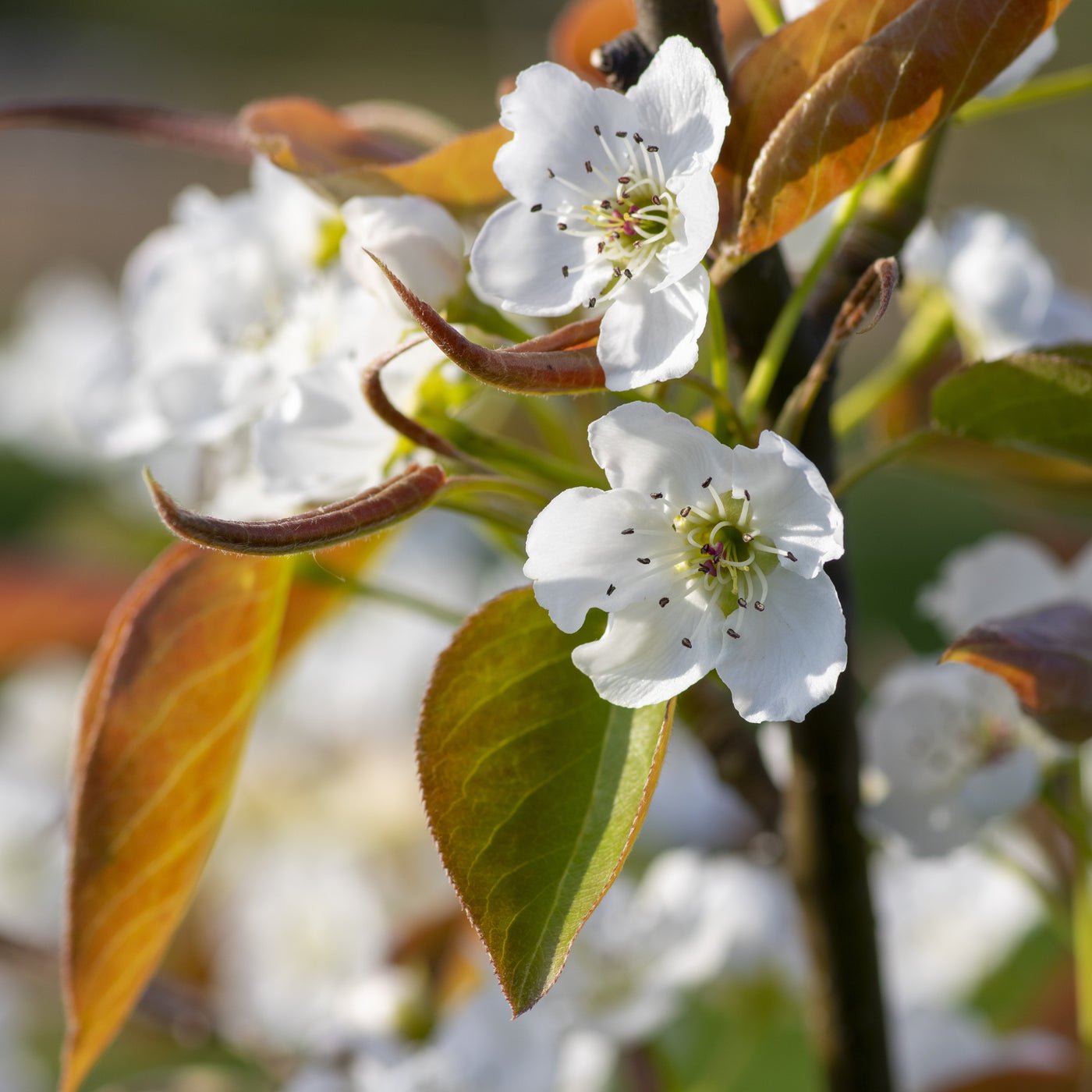 THE PEAR TREE (Poem)