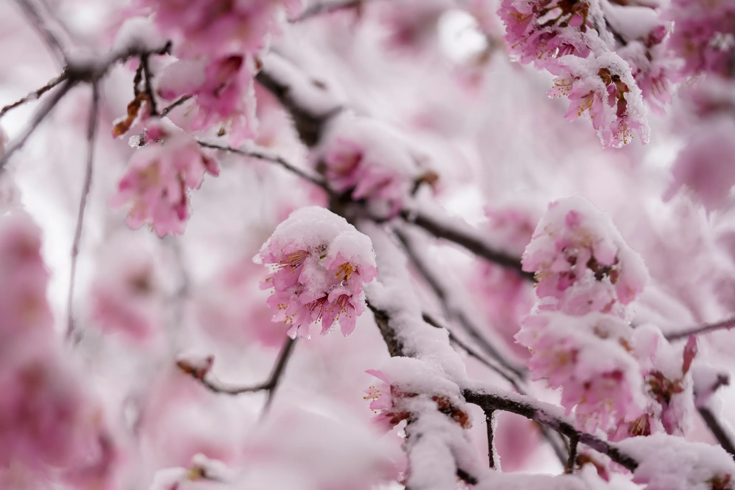 AIN’T NO MORE SPRING IN THE DMV