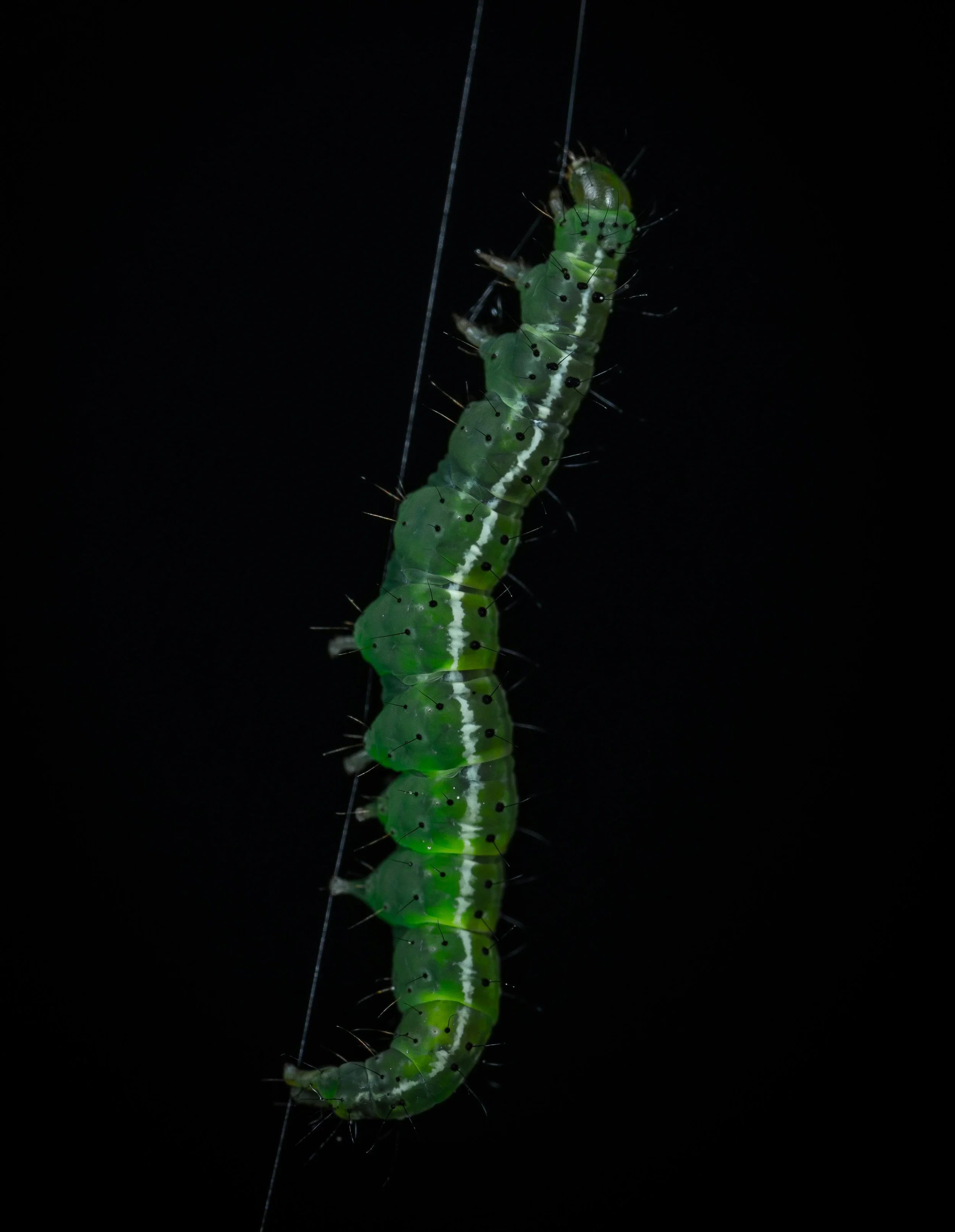 THE CANKERWORM’S CONFESSION