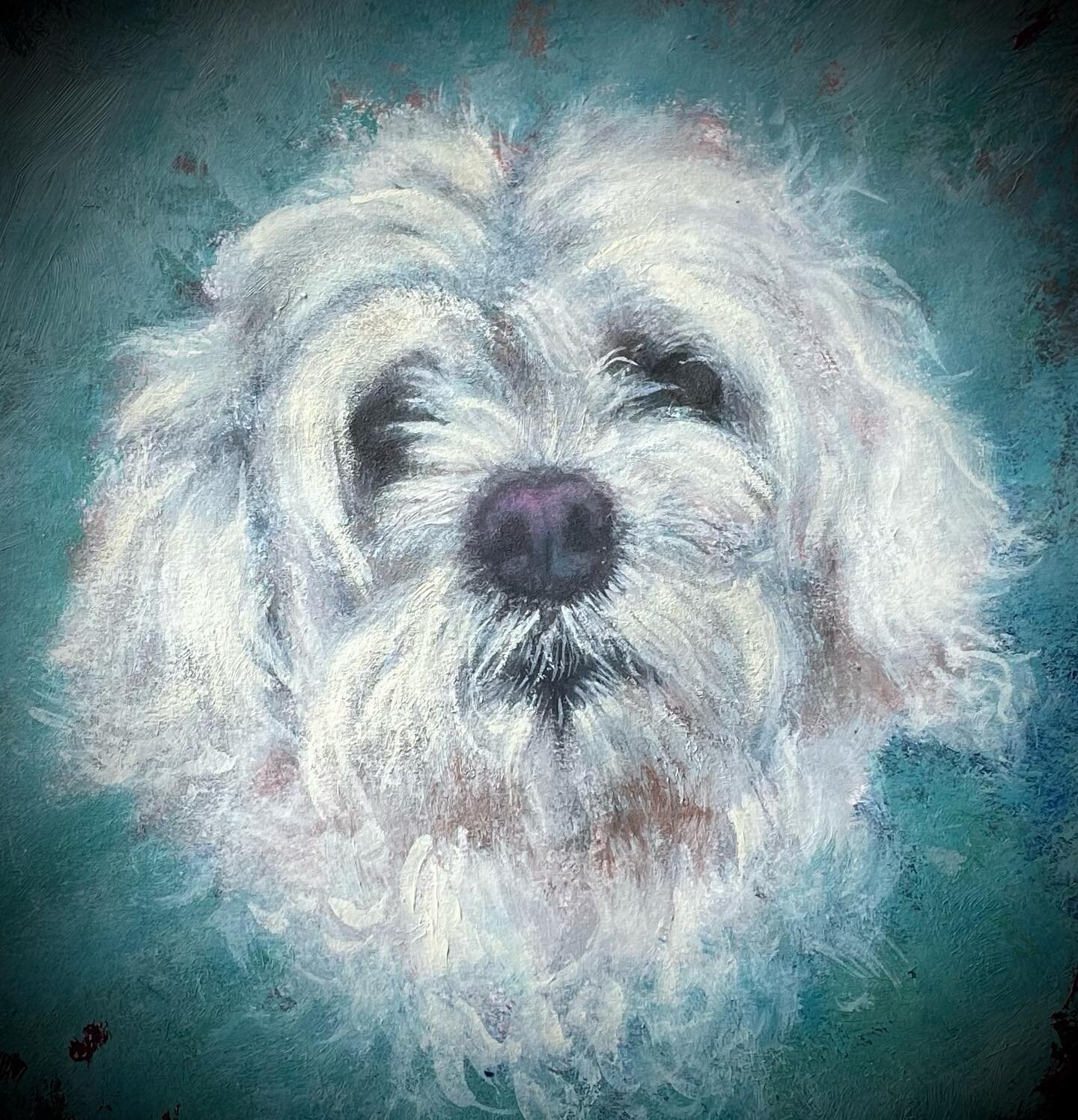 My good friend Eli @my.good.friend #goodboy #RIP @missyjomusic