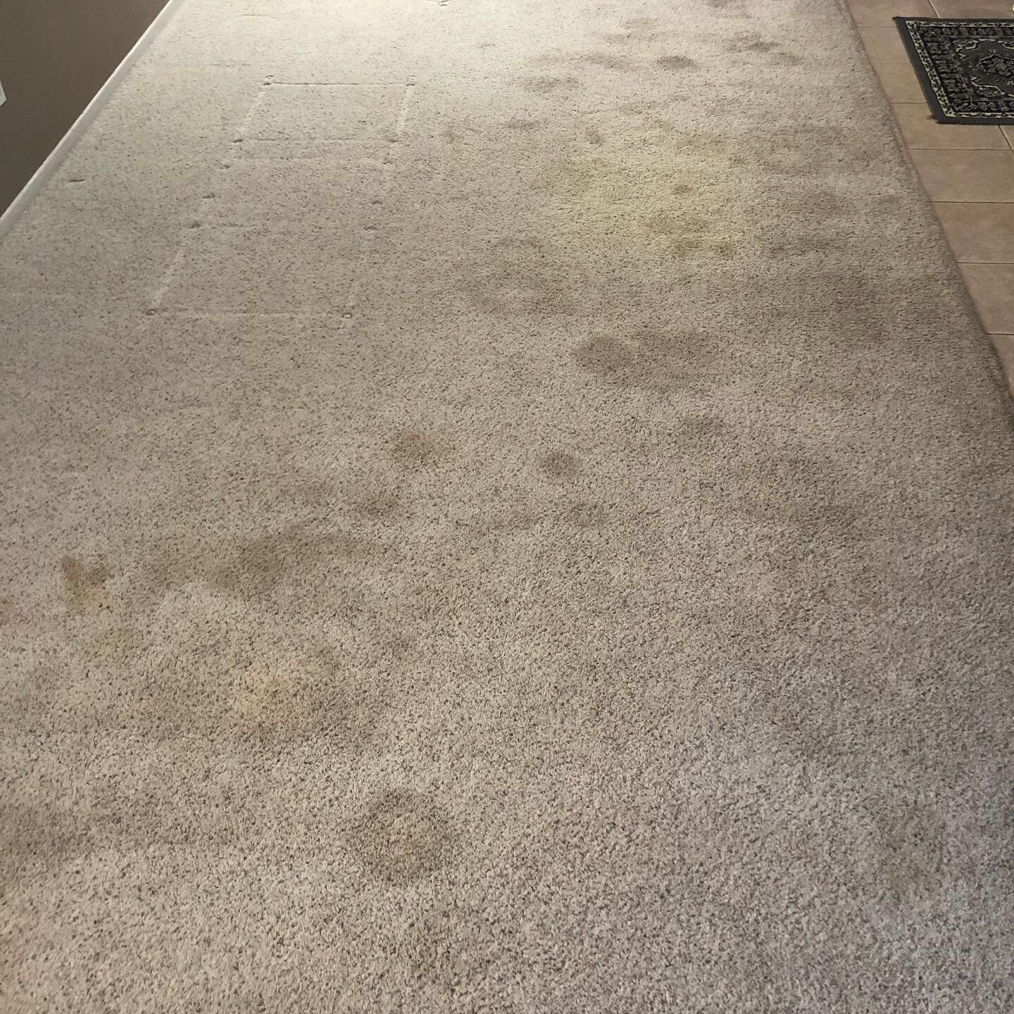 Pet stained carpet? Get your carpet renewed and sanitized for a low cost! #guaranteedcleansocal #carpetcleaning #sanitize #petstains