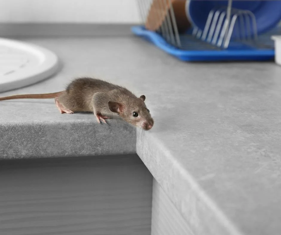 Brown house mouse on a gray kitchen countertop in Erie, Pennsylvania, peering over the edge with a dish rack blurred in the background.