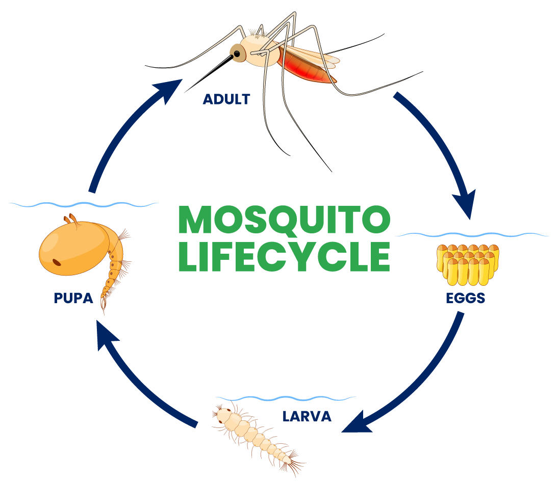 Mosquito life cycle showing egg, larva, pupa, and adult stages developing in standing water