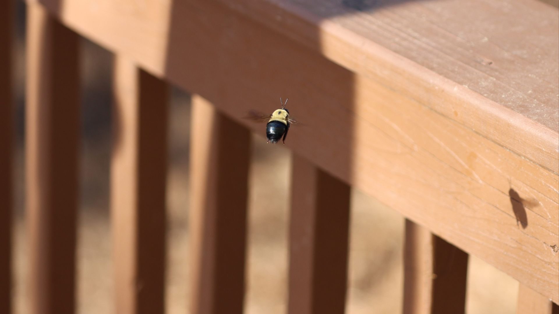 Understanding Carpenter Bees in Erie, Crawford, and Ashtabula Counties: A Comprehensive Guide