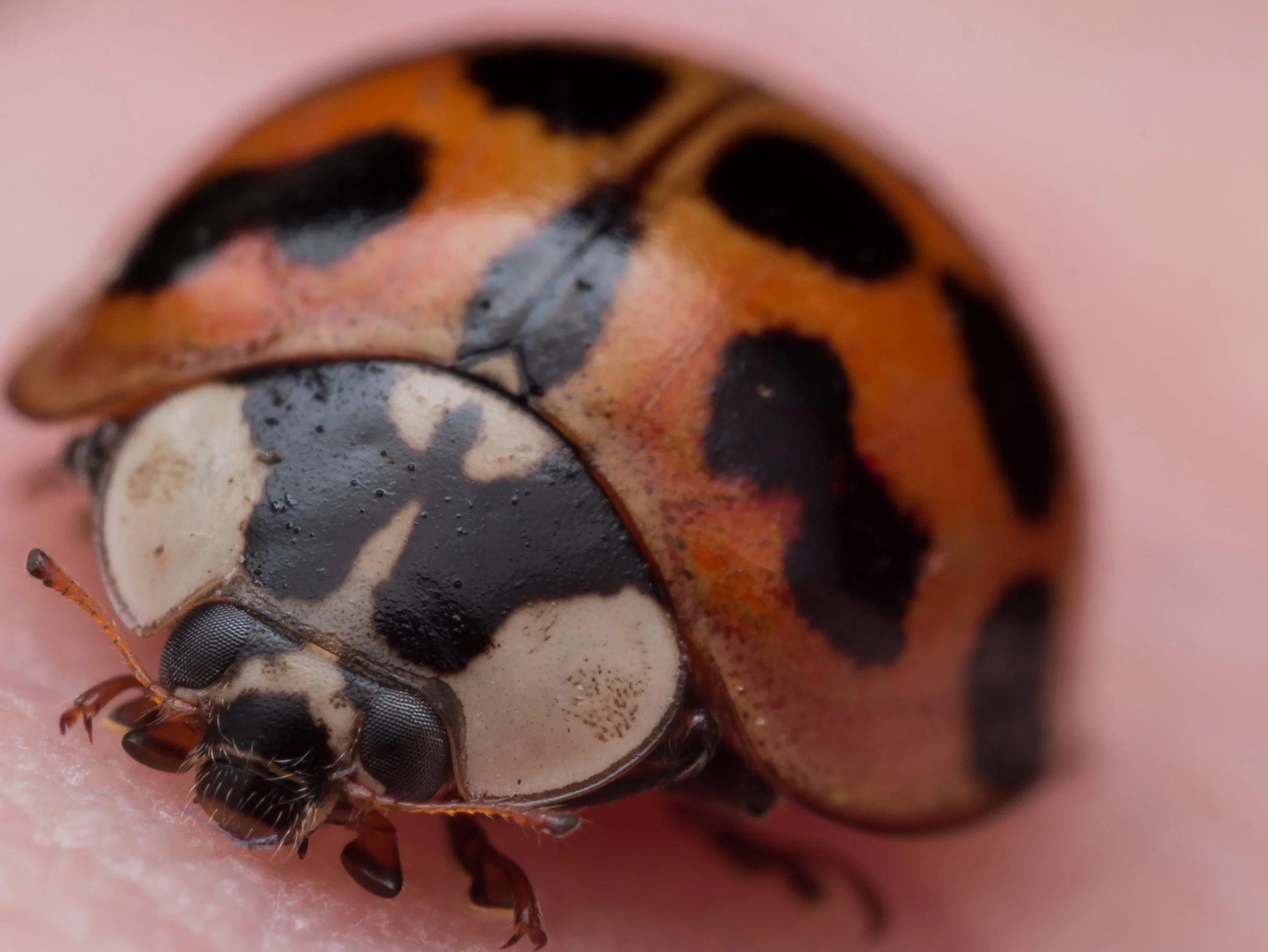 Asian lady beetles are invading homes as temperatures drop this winter