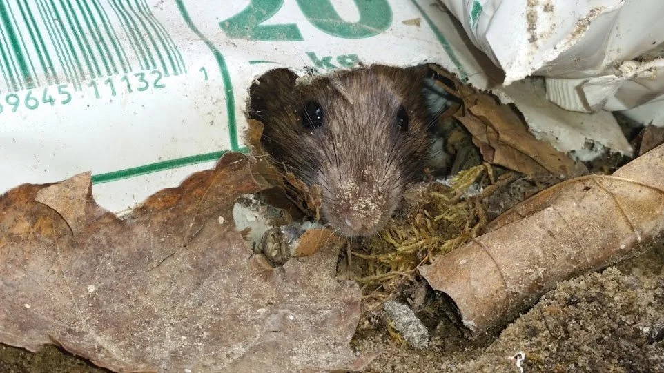 Common rodents found in Pennsylvania homes, including mice and rats, showing typical indoor activity near basements, foundations, and utility areas.