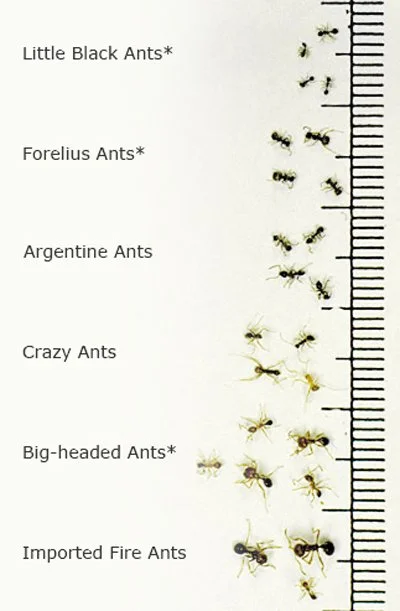 Comparison of different ant species showing variations in size, color, and body structure to support accurate ant identification.