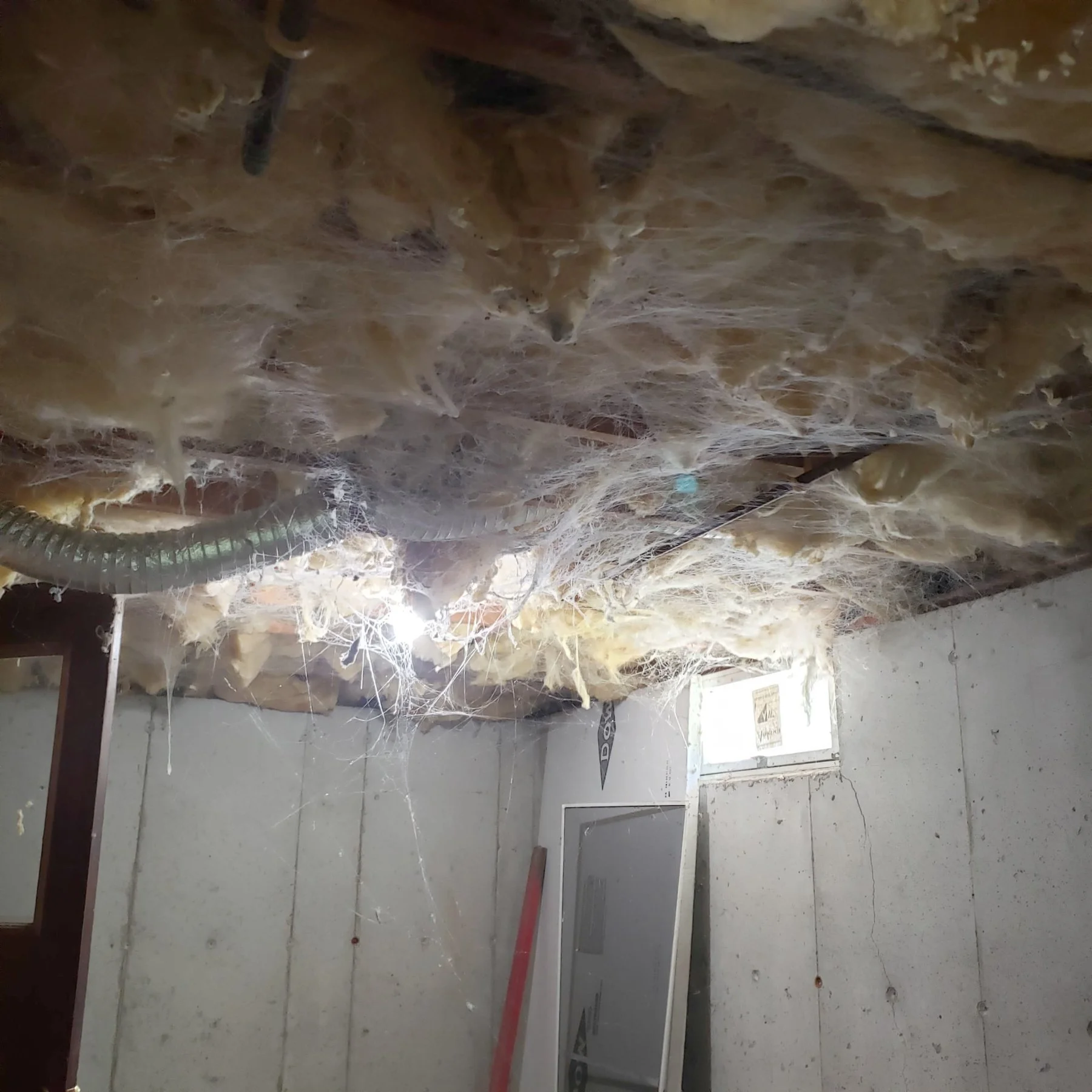 Cobweb buildup along basement ceiling joists