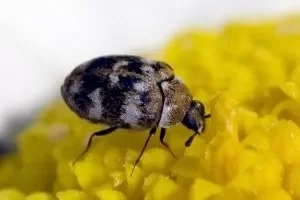 Common beetles found in Pennsylvania homes, including carpet beetles and ground beetles, showing typical indoor and foundation level activity.