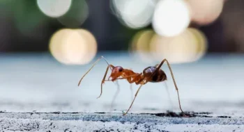 Crazy ants commonly found in Pennsylvania, showing small dark ants with erratic movement patterns along indoor surfaces and foundation areas.