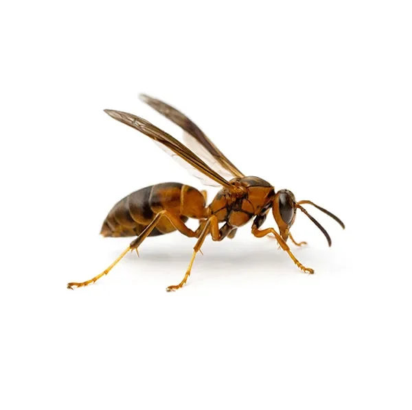 Common stinging insects found in Pennsylvania, including wasps, yellowjackets, and hornets nesting on homes and nearby structures.