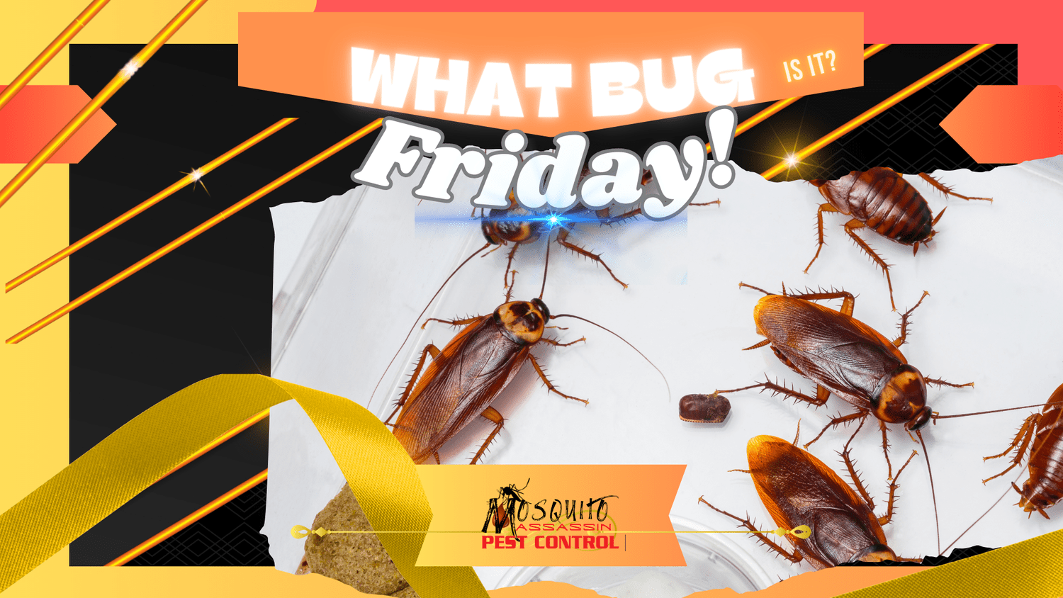 Bug of the Week Unveiling the Mysterious? — Mosquito Assassin Pest