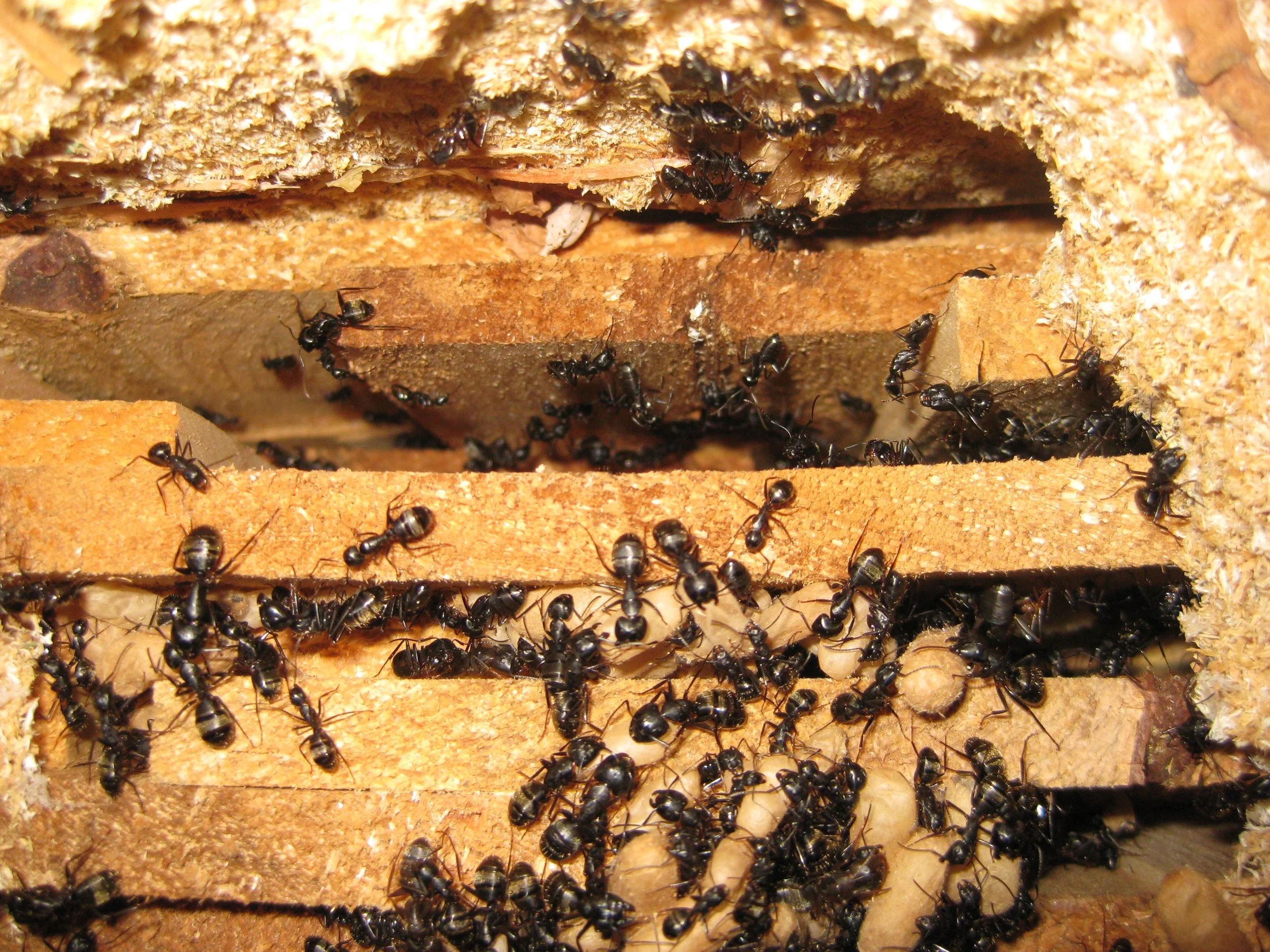 Carpenter ants commonly found in Pennsylvania homes, showing large black ants and wood damage caused by nesting activity in moist or decaying wood.